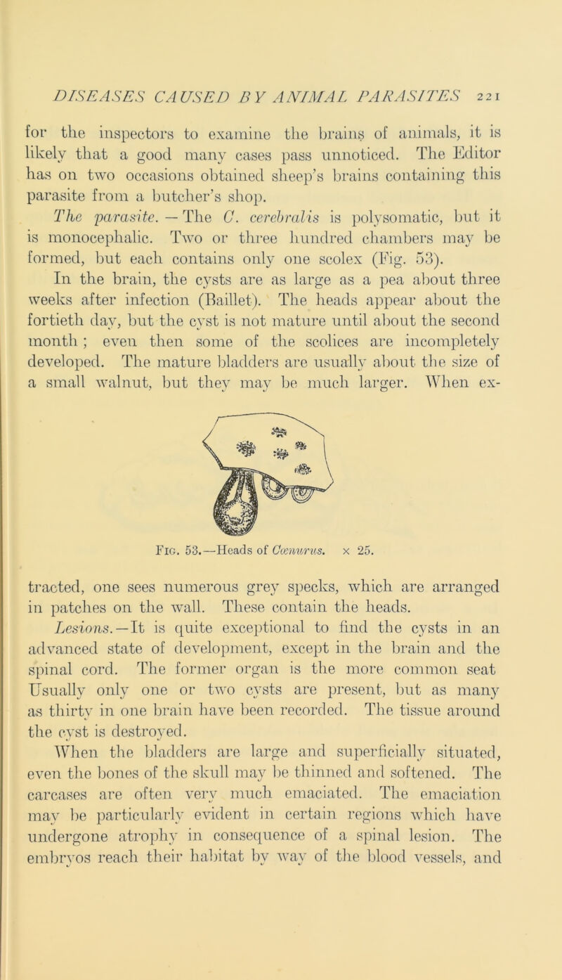 for the inspectors to examine the brains of animals, it is likely that a good many cases pass unnoticed. The Editor has on two occasions obtained sheep’s brains containing this parasite from a butcher’s shop. The 'parasite. — The C. cerebralis is polysomatic, but it is monocephalic. Two or three hundred chambers may be formed, but each contains only one scolex (Fig. 53). In the brain, the cysts are as large as a pea about three weeks after infection (Baillet). The heads appear about the fortieth day, but the cyst is not mature until about the second month ; even then some of the scolices are incompletely developed. The mature bladders are usually about the size of a small walnut, but thev may be much larger. When ex- Fig. 53.—Heads of Coenurus. x 25. tracted, one sees numerous grey specks, which are arranged in patches on the wall. These contain the heads. Lesions. — It is quite exceptional to find the cysts in an advanced state of development, except in the brain and the spinal cord. The former organ is the more common seat Usually only one or two cysts are present, but as many as thirty in one brain have been recorded. The tissue around the cyst is destroyed. When the bladders are large and superficially situated, even the bones of the skull may be thinned and softened. The carcases are often very much emaciated. The emaciation may be particularly evident in certain regions which have undergone atrophy in consequence of a spinal lesion. The embryos reach their habitat by way of the blood vessels, and