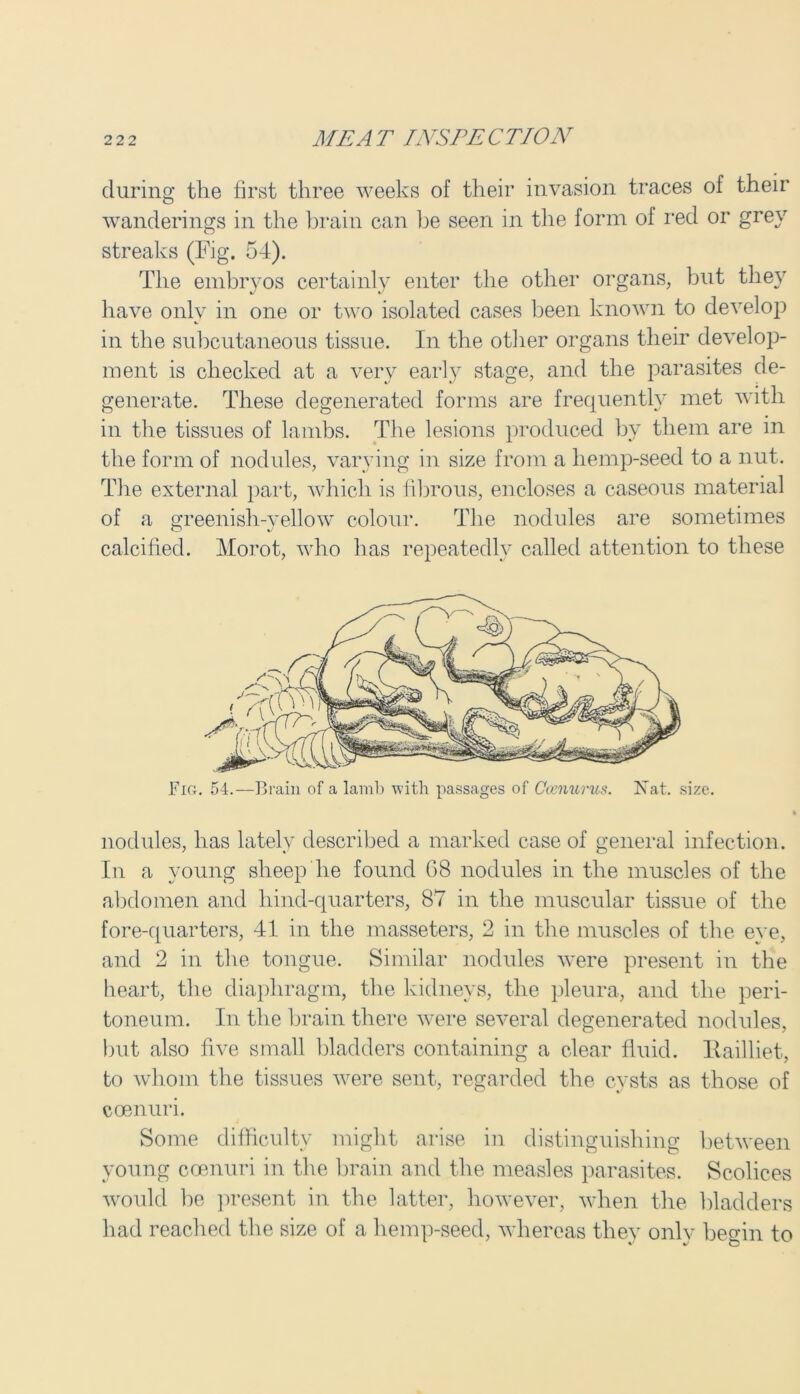 during the first three weeks of their invasion traces of their wanderings in the brain can be seen in the form of red or grey streaks (Fig. 54). The embryos certainly enter the other organs, but they have only in one or two isolated cases been known to develop in the subcutaneous tissue. In the other organs their develop- ment is checked at a very early stage, and the parasites de- generate. These degenerated forms are frequently met with in the tissues of lambs. The lesions produced by them are in the form of nodules, varying in size from a liemp-seed to a nut. The external part, which is fibrous, encloses a caseous material of a greenish-yellow colour. The nodules are sometimes calcified. Morot, who has repeatedly called attention to these Fig. 54.—Brain of a lamb with passages of Coznurus. Nat. size. I nodules, has lately described a marked case of general infection. In a young sheep lie found G8 nodules in the muscles of the abdomen and hind-quarters, 87 in the muscular tissue of the fore-quarters, 41 in the masseters, 2 in the muscles of the eye, and 2 in the tongue. Similar nodules were present in the heart, the diaphragm, the kidneys, the pleura, and the peri- toneum. In the brain there were several degenerated nodules, but also five small bladders containing a clear fluid. Eailliet, to whom the tissues were sent, regarded the cysts as those of coenuri. Some difficulty might arise in distinguishing between young coenuri in the brain and the measles parasites. Scolices would be present in the latter, however, when the bladders had reached the size of a liemp-seed, whereas they onlv beo-in to