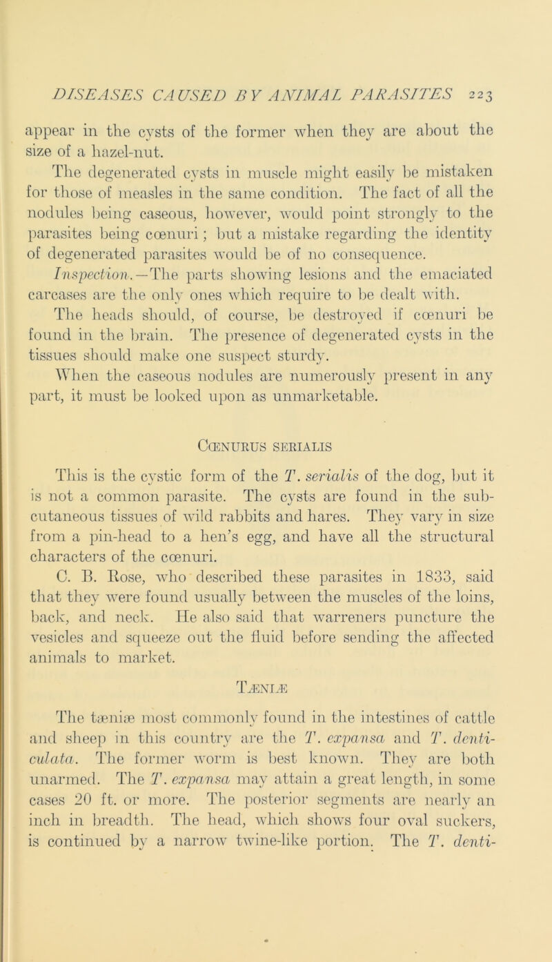 appear in the cysts of the former when they are about the size of a hazel-nut. The degenerated cysts in muscle might easily he mistaken for those of measles in the same condition. The fact of all the nodules being caseous, however, would point strongly to the parasites being ccenuri; but a mistake regarding the identity of degenerated parasites would be of no consequence. Inspection.— The parts showing lesions and the emaciated carcases are the only ones which require to be dealt with. The heads should, of course, he destroyed if coenuri be found in the brain. The presence of degenerated cysts in the tissues should make one suspect sturdy. When the caseous nodules are numerously present in any part, it must be looked upon as unmarketable. CCENURUS SERIALIS This is the cystic form of the T. serialis of the dog, hut it is not a common parasite. The cysts are found in the sub- cutaneous tissues of wild rabbits and hares. They vary in size from a pin-head to a hen’s egg, and have all the structural characters of the coenuri. C. B. Bose, who described these parasites in 1833, said that they were found usually between the muscles of the loins, back, and neck. He also said that warreners puncture the vesicles and squeeze out the fluid before sending the affected animals to market. T.enle The taeniae most commonlv found in the intestines of cattle c/ and sheep in this country are the T. cxpansa and T. denti- culata. The former worm is best known. They are both unarmed. The T. expansa may attain a great length, in some cases 20 ft. or more. The posterior segments are nearly an inch in breadth. The head, which show's four oval suckers, is continued by a narrow twine-like portion. The T. denti-