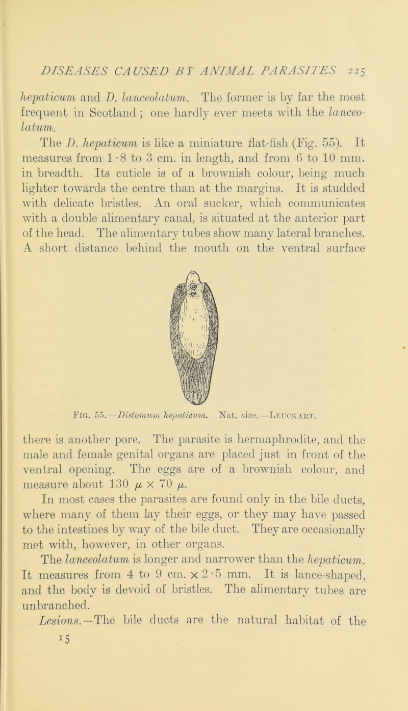 hepaticum and I), larvceolatum. The former is by far the most frequent in Scotland ; one hardly ever meets with the lanceo- latum. The D. hepaticum is like a miniature flat-fish (Fig. 55). It measures from 1 - 8 to 3 cm. in length, and from 6 to 10 mm. in breadth. Its cuticle is of a brownish colour, being much lighter towards the centre than at the margins. It is studded with delicate bristles. An oral sucker, which communicates with a double alimentary canal, is situated at the anterior part of the head. The alimentary tubes show many lateral branches. A short distance behind the mouth 011 the ventral surface Flo. 55.—Distomum hejmticum. Nat. size.—Leuckart. there is another pore. The parasite is hermaphrodite, and the male and female genital organs are placed just in front of the ventral opening. The eggs are of a brownish colour, and measure about 130 p x 70 p. In most cases the parasites are found only in the bile ducts, where many of them lay their eggs, or they may have passed to the intestines by way of the Idle duct. They are occasionally met with, however, in other organs. The lanceolatum is longer and narrower than the hepaticum. It measures from 4 to 9 cm. x 2-5 mm. It is lance-sliaped, and the body is devoid of bristles. The alimentary tubes are unbranched. Lesions.—The bile ducts are the natural habitat of the T5