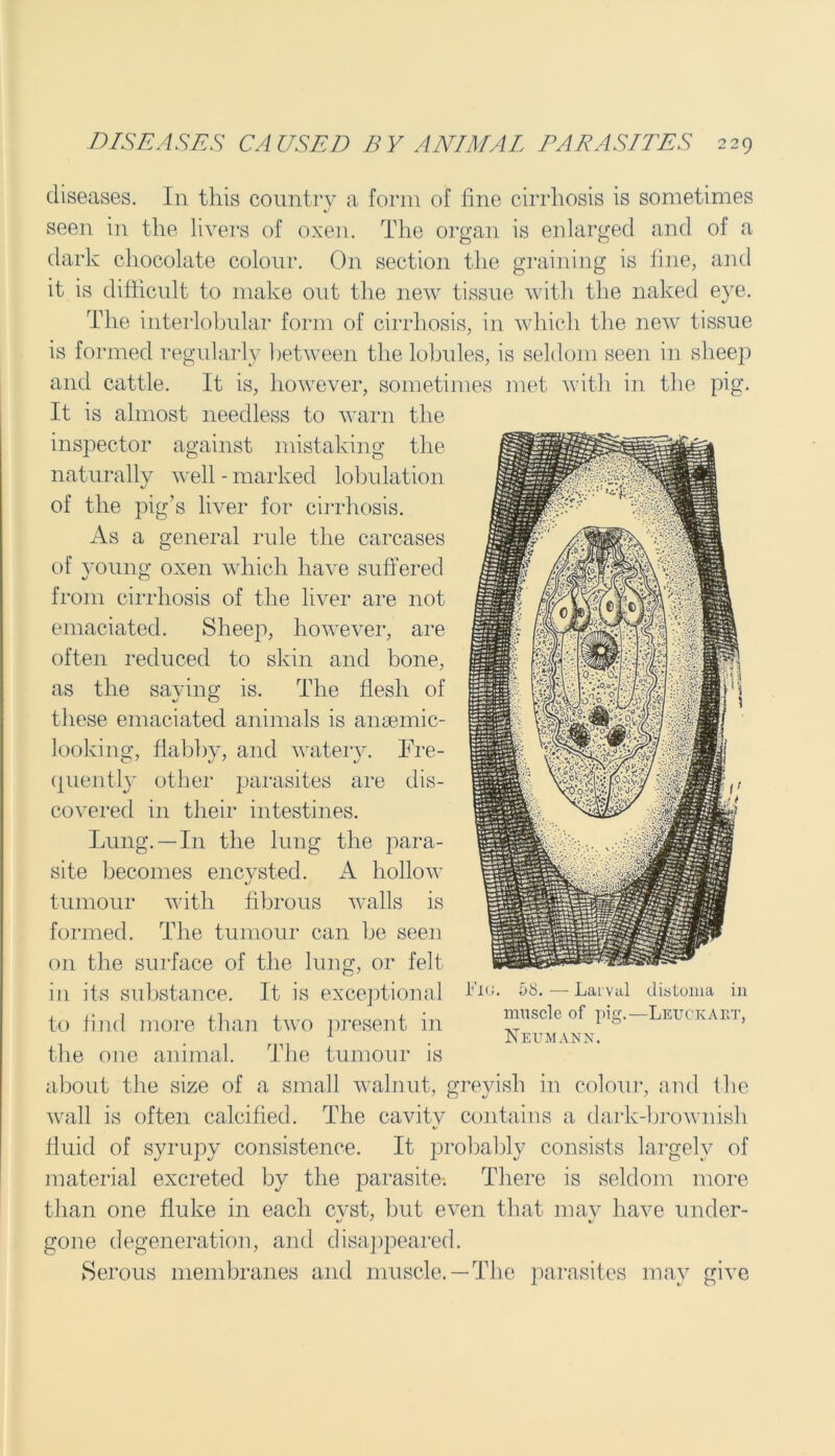 diseases. In this country a form of fine cirrhosis is sometimes seen in the livers of oxen. The organ is enlarged and of a dark chocolate colour. On section the graining is fine, and it is difficult to make out the new tissue with the naked eye. The interlobular form of cirrhosis, in which the new tissue is formed regularly between the lobules, is seldom seen in sheep and cattle. It is, however, sometimes met with in the pig. It is almost needless to warn the inspector against mistaking the naturally well - marked lobulation */ of the pig’s liver for cirrhosis. As a general rule the carcases of young oxen which have suffered from cirrhosis of the liver are not emaciated. Sheep, however, are often reduced to skin and bone, as the saying is. The flesh of these emaciated animals is anaemic- looking, flabby, and watery. Ere- quently other parasites are dis- covered in their intestines. Lung. —111 the lung the para- site becomes encysted. A hollow tumour with fibrous walls is formed. The tumour can be seen on the surface of the lung, or felt in its substance. It is exceptional to find more than two present in the one animal. The tumour is about the size of a small walnut, greyish in colour, and the wall is often calcified. The cavity contains a dark-brownish fluid of syrupy consistence. It probably consists largely of material excreted by the parasite-. There is seldom more than one fluke in each cvst, but even that may have under- gone degeneration, and disappeared. Serous membranes and muscle.—The parasites may give Iug. 58. — Larval distoma in muscle of pig.—Leuckaet, Neumann.