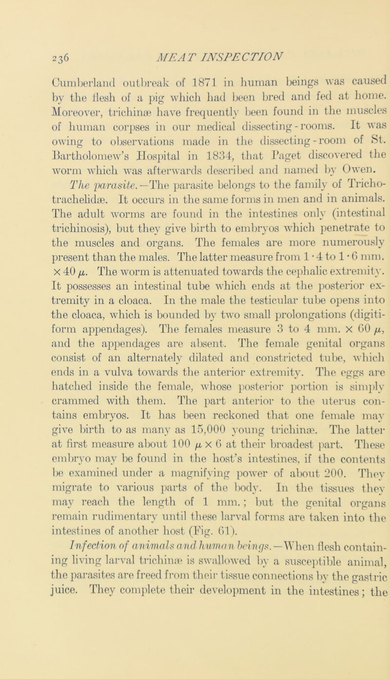 Cumberland outbreak of 1871 in human beings was caused by the flesh of a pig which had been bred and fed at home. Moreover, trichinae have frequently been found in the muscles of human corpses in our medical dissecting - rooms. It was owing to observations made in the dissecting-room of St. Bartholomew’s Hospital in 1834, that Paget discovered the worm which was afterwards described and named by Owen. The parasite.— The parasite belongs to the family of Tricho- traclielidae. It occurs in the same forms in men and in animals. The adult worms are found in the intestines only (intestinal trichinosis), but they give birth to embryos which penetrate to the muscles and organs. The females are more numerously present than the males. The latter measure from 1 • 4 to 1 • 6 mm. x 40 /jl. The worm is attenuated towards the cephalic extremity. It possesses an intestinal tube which ends at the posterior ex- tremity in a cloaca. I11 the male the testicular tube opens into the cloaca, which is bounded by two small prolongations (digiti- form appendages). The females measure 3 to 4 mm. x GO /x, and the appendages are absent. The female genital organs consist of an alternately dilated and constricted tube, which ends in a vulva towards the anterior extremity. The eggs are hatched inside the female, whose posterior portion is simply crammed with them. The part anterior to the uterus con- tains embryos. It has been reckoned that one female may give birth to as many as 15,000 young trichinae. The latter at first measure about 100 /x x 6 at their broadest part. These embryo may be found in the host’s intestines, if the contents be examined under a magnifying power of about 200. Thev migrate to various parts of the body. In the tissues they may reach the length of 1 nun.; but the genital organs remain rudimentary until these larval forms are taken into the intestines of another host (Fig. 61). Infection of animals and human beings. — When flesh contain- ing living larval trichinae is swallowed by a susceptible animal, the parasites are freed from their tissue connections by the gastric juice. They complete their development in the intestines; the