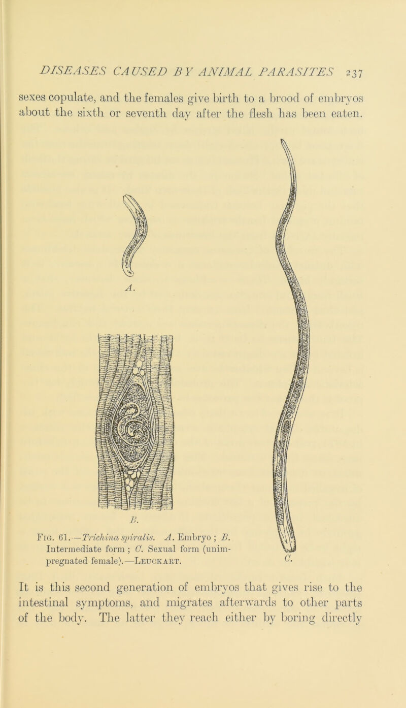 sexes copulate, and the females give birth to a brood of embryos about the sixth or seventh day after the flesh has been eaten. B. Fig. 61.—Trichina spiral is. ^.Embryo; B. Intermediate form ; C. Sexual form (unim- pregnated fe male). —L e u 0 k A rt . It is this second generation of embryos that gives rise to the intestinal symptoms, and migrates afterwards to other parts of the body. The latter they reach either by boring directly