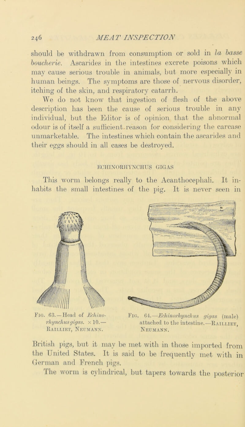 should be withdrawn from consumption or sold in la basse boucherie. Ascarides in the intestines excrete poisons which ma}7 cause serious trouble in animals, but more especially in human beings. The symptoms are those of nervous disorder, itching of the skin, and respiratory catarrh. We do not know that ingestion of flesh of the above description has been the cause of serious trouble in any individual, but the Editor is of opinion that the abnormal odour is of itself a sufficient.reason for considering the carcase unmarketable. The intestines which contain the ascarides and their eggs should in all cases be destroyed. EC HI NORHYN CHUS GIG AS This worm belongs really to the Acanthocephali. It in- habits the small intestines of the pig. It is never seen in Fig. 63. —Head of Echino- Fig. 64.—Echinorhynchus gigas (male) rhynchusgigas. xlO.— attached to the intestine.— Raieliet, Railliet, Neumann. Neumann. British pigs, lint it may be met with in those imported from the United States. It is said to be frequentlv met with in German and French pigs. The worm is cylindrical, but tapers towards the posterior