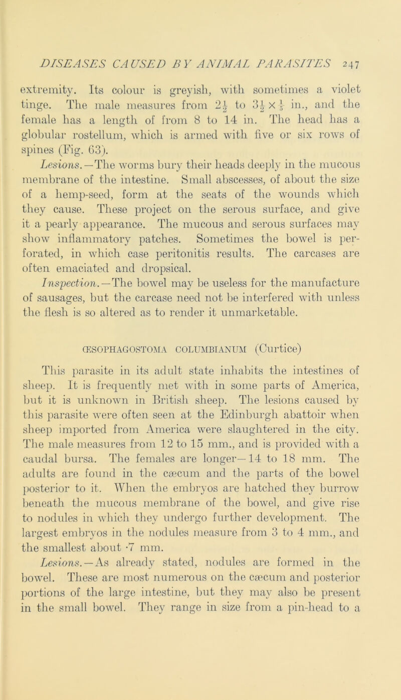 extremity. Its colour is greyish, with sometimes a violet tinge. The male measures from 2 J to 3| X 4 in., and the female has a length of from 8 to 14 in. The head has a globular rostellum, which is armed with five or six rows of spines (Fig. G3). Lesions.— The worms bury their heads deeply in the mucous membrane of the intestine. Small abscesses, of about the size of a hemp-seed, form at the seats of the wounds which they cause. These project on the serous surface, and give it a pearly appearance. The mucous and serous surfaces may show inflammatory patches. Sometimes the bowel is per- forated, in which case peritonitis results. The carcases are often emaciated and dropsical. Inspection.—The bowel may he useless for the manufacture of sausages, but the carcase need not be interfered with unless the flesh is so altered as to render it unmarketable. (ESOPHAGOSTOMA COLUMBIANUM (Curtice) This parasite in its adult state inhabits the intestines of sheep. It is frequently met with in some parts of America, but it is unknown in British sheep. The lesions caused by this parasite were often seen at the Edinburgh abattoir when sheep imported from America were slaughtered in the city. The male measures from 12 to 15 mm., and is provided with a caudal bursa. The females are longer—14 to 18 mm. The adults are found in the caecum and the parts of the bowel posterior to it. When the embryos are hatched they burrow beneath the mucous membrane of the bowel, and give rise to nodules in which they undergo further development. The largest embrvos in the nodules measure from 3 to 4 mm., and the smallest about -7 mm. Lesions. — As already stated, nodules are formed in the bowel. These are most numerous on the caecum and posterior portions of the large intestine, but they may also he present in the small bowel. They range in size from a pin-liead to a