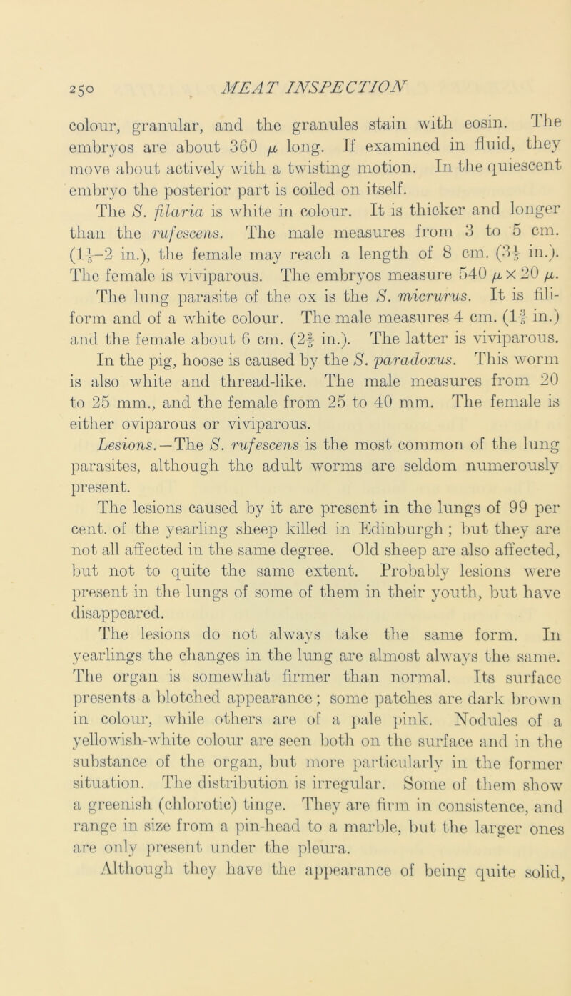 colour, granular, and the granules stain with eosin. The embryos are about 3G0 fi long. If examined in fluid, they move about actively with a twisting motion. In the quiescent embryo the posterior part is coiled on itself. The S. filaria is white in colour. It is thicker and longer than the rufescens. The male measures from 3 to 5 cm. (I t-2 in.), the female may reach a length of 8 cm. (31 in.). The female is viviparous. The embryos measure 540 20 /i. The lung parasite of the ox is the S. micrurus. It is fili- form and of a white colour. The male measures 4 cm. (If in.) and the female about 6 cm. (2f in.). The latter is viviparous. In the pig, hoose is caused by the S. paradoxus. This worm is also white and thread-like. The male measures from 20 to 25 mm., and the female from 25 to 40 mm. The female is either oviparous or viviparous. Lesions. — The S. rufescens is the most common of the lung parasites, although the adult worms are seldom numerously present. The lesions caused by it are present in the lungs of 99 per cent, of the yearling sheep killed in Edinburgh ; but they are not all affected in the same degree. Old sheep are also affected, but not to quite the same extent. Probably lesions were present in the lungs of some of them in their youth, but have disappeared. The lesions do not alwavs take the same form. In yearlings the changes in the lung are almost always the same. The organ is somewhat firmer than normal. Its surface presents a blotched appearance; some patches are dark brown in colour, while others are of a pale pink. Nodules of a yellowish-white colour are seen both on the surface and in the substance of the organ, but more particularly in the former situation. The distribution is irregular. Some of them show a greenish (chlorotic) tinge. They are firm in consistence, and range in size from a pin-liead to a marble, but the larger ones are only present under the pleura. Although they have the appearance of being quite solid,