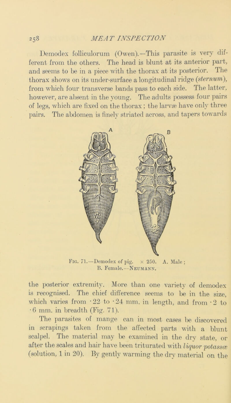 Demodex folliculorum (Owen).—This parasite is very dif- ferent from the others. The head is blunt at its anterior part, and seems to be in a piece with the thorax at its posterior. The thorax shows on its under-surface a longitudinal ridge (sternum), from which four transverse hands pass to each side. The latter, however, are absent in the young. The adults possess four pairs of legs, which are fixed on the thorax; the larvae have only three pairs. The abdomen is finely striated across, and tapers towards Fig. 71.—Demodex of pig. x 250. A. Male ; B. Female.—Neumann. the posterior extremity. More than one variety of demodex is recognised. The chief difference seems to be in the size, which varies from -22 to *24 mm. in length, and from -2 to •G mm. in breadth (Fig. 71). The parasites of mange can in most cases be discovered in scrapings taken from the affected parts with a blunt scalpel. The material may lie examined in the dry state, or after the scales and hair have been triturated with liquor jiotasscv (solution, 1 in 20). By gently warming the dry material on the