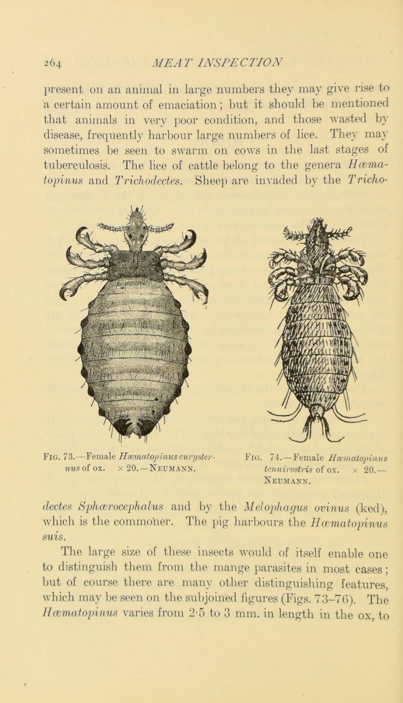 present on an animal in large numbers they may give rise to a certain amount of emaciation; but it should be mentioned that animals in very poor condition, and those wasted by disease, frequently harbour large numbers of lice. They may sometimes be seen to swarm on cows in the last stages of tuberculosis. The lice of cattle belong to the genera Hcema- topinus and Trichodectes. Sheep are invaded by the Tricho- Fig. 73.-—Female H&matopinuscurystcr- nus of ox. x 20.—Neumann. Fig. 74.—Female Hxmatopinus tenuirostris of ox. x 20.— Neumann. dectes Sphcerocephalus and by the Melophctgus ovinus (ked), which is the commoner. The pig harbours the Ilcematopinus suis. The large size of these insects would of itself enable one to distinguish them from the mange parasites in most cases; but of course there are many other distinguishing features, which may be seen on the subjoined figures (Figs. 73-76). The Hcvmatopinus varies from 2-5 to 3 mm. in length in the ox, to