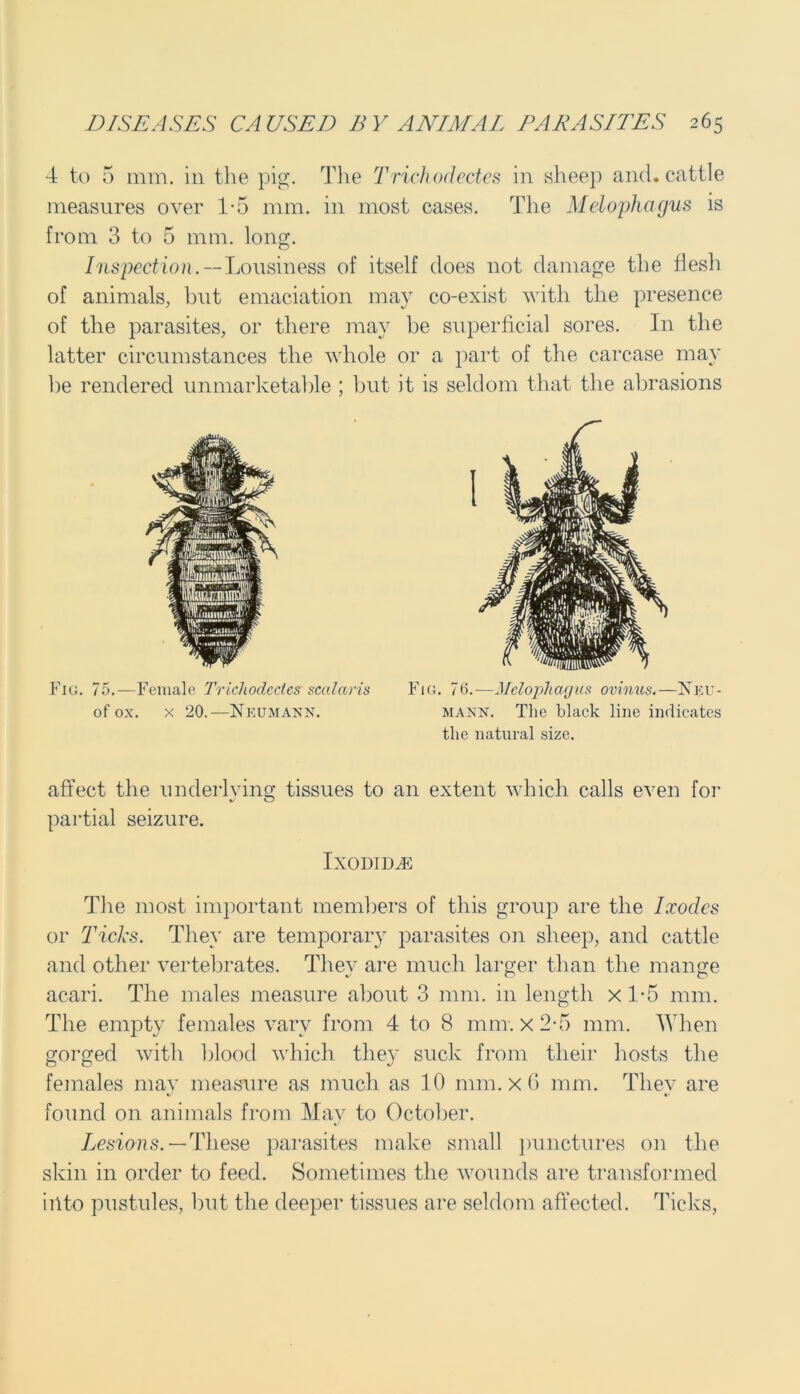 4 to 5 mm. in the pig. The Trickodectes in sheep and. cattle measures over 1*5 mm. in most cases. The Melophagus is from 3 to 5 mm. long. Inspection. — Lousiness of itself does not damage the flesh of animals, but emaciation may co-exist with the presence of the parasites, or there may be superficial sores. In the latter circumstances the whole or a part of the carcase may be rendered unmarketable ; but it is seldom that the abrasions Fig. 75.—Female Trichodcdcs scalaris of ox. x 20.—Neumann. Fig. 76.—Melophagus ovinus.—Neu- mann. The black line indicates the natural size. affect the underlying tissues to an extent which calls even for partial seizure. Ixodim The most important members of this group are the Ixodes or Tick's. They are temporary parasites on sheep, and cattle and other vertebrates. They are much larger than the mange acari. The males measure about 3 mm. in length x 1-5 mm. The empty females vary from 4 to 8 mm. x 2-5 mm. When gorged with blood which they suck from their hosts the females may measure as much as 10 mm. x 6 mm. They are found on animals from May to October. Lesions. — These parasites make small punctures on the skin in order to feed. Sometimes the wounds are transformed into pustules, but the deeper tissues are seldom affected. Ticks,
