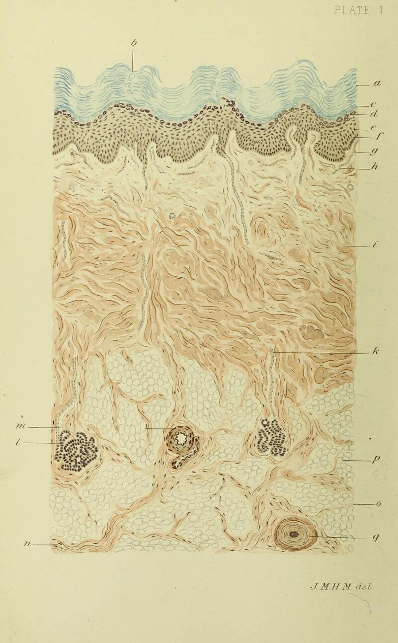 PLATE 1 ■J.N.H.M del