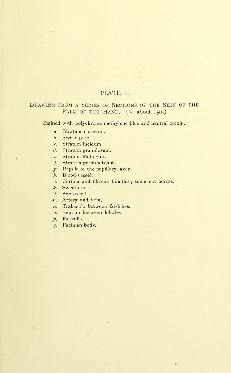 Drawing from a Series of Sections of the Skin of the Palm of the Hand, (x about 150.) Stained with polychrome methylene blue and neutral orcein. a. Stratum corneum. b. Sweat-pore. c. Stratum lucidum. d. Stratum granulosum. e. Stratum Malpighii. f. Stratum germinativum. g. Papilla of the papillary layer. h. Blood-vessel. i. Corium and fibrous bundles; some cut across. k. Sweat-duct. l. Sweat-coil. m. Artery and vein. n. Trabecula between fat-lobes. o. Septum between lobules. p. Fat-cells. q. Pacinian body.