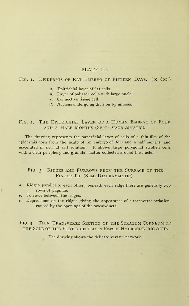 Fig. i. Epidermis of Rat Embryo of Fifteen Days, (x 800.) a. Epitrichial layer of flat cells. b. Layer of palisade cells with large nuclei. c. Connective tissue cell. d. Nucleus undergoing division by mitosis. Fig. 2. The Epitrichial Layer of a Human Embryo of Four and a Half Months (Semi-Diagrammatic). The drawing represents the superficial layer of cells of a thin film of the epidermis torn from the scalp of an embryo of four and a half months, and macerated in normal salt solution. It shows large polygonal swollen cells with a clear periphery and granular matter collected around the nuclei. Fig. 3. Ridges and Furrows from the Surface of the Finger-Tip (Semi-Diagrammatic). a. Ridges parallel to each other; beneath each ridge there are generally two rows of papillae. b. Furrows between the ridges. c. Depressions on the ridges giving the appearance of a transverse striation, caused by the openings of the sweat-ducts. Fig. 4. Thin Transverse Section of the Stratum Corneum of the Sole of the Foot digested in Pepsin-Hydrochloric Acid. The drawing shows the delicate keratin network.