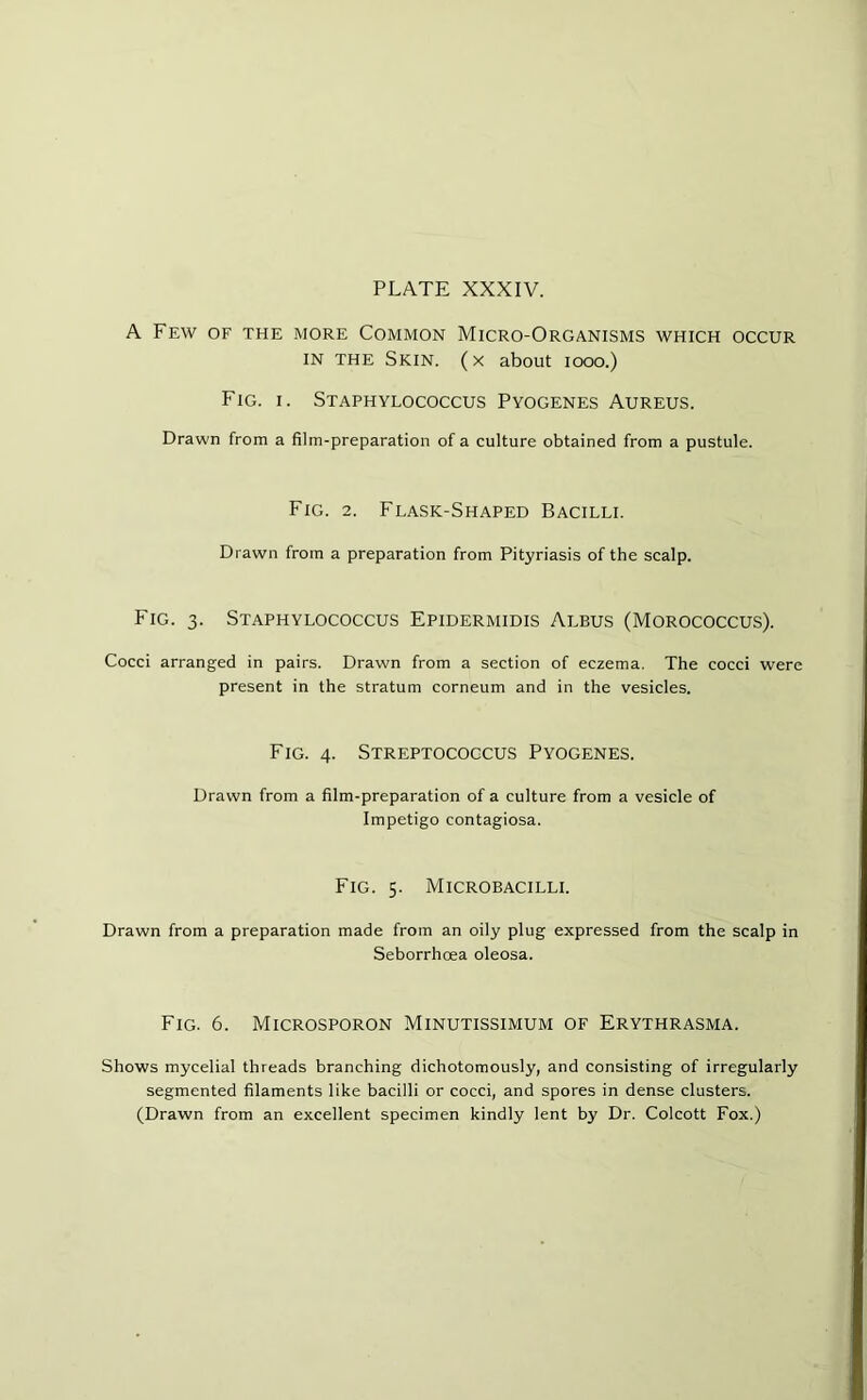 A Few of the more Common Micro-Organisms which occur in the Skin, (x about 1000.) Fig. i. Staphylococcus Pyogenes Aureus. Drawn from a film-preparation of a culture obtained from a pustule. Fig. 2. Flask-Shaped Bacilli. Drawn from a preparation from Pityriasis of the scalp. Fig. 3. Staphylococcus Epidermidis Albus (Morococcus). Cocci arranged in pairs. Drawn from a section of eczema. The cocci were present in the stratum corneum and in the vesicles. Fig. 4. Streptococcus Pyogenes. Drawn from a film-preparation of a culture from a vesicle of Impetigo contagiosa. Fig. 5. Microbacilli. Drawn from a preparation made from an oily plug expressed from the scalp in Seborrhoea oleosa. Fig. 6. Microsporon Minutissimum of Erythrasma. Shows mycelial threads branching dichotomously, and consisting of irregularly segmented filaments like bacilli or cocci, and spores in dense clusters. (Drawn from an excellent specimen kindly lent by Dr. Colcott Fox.)