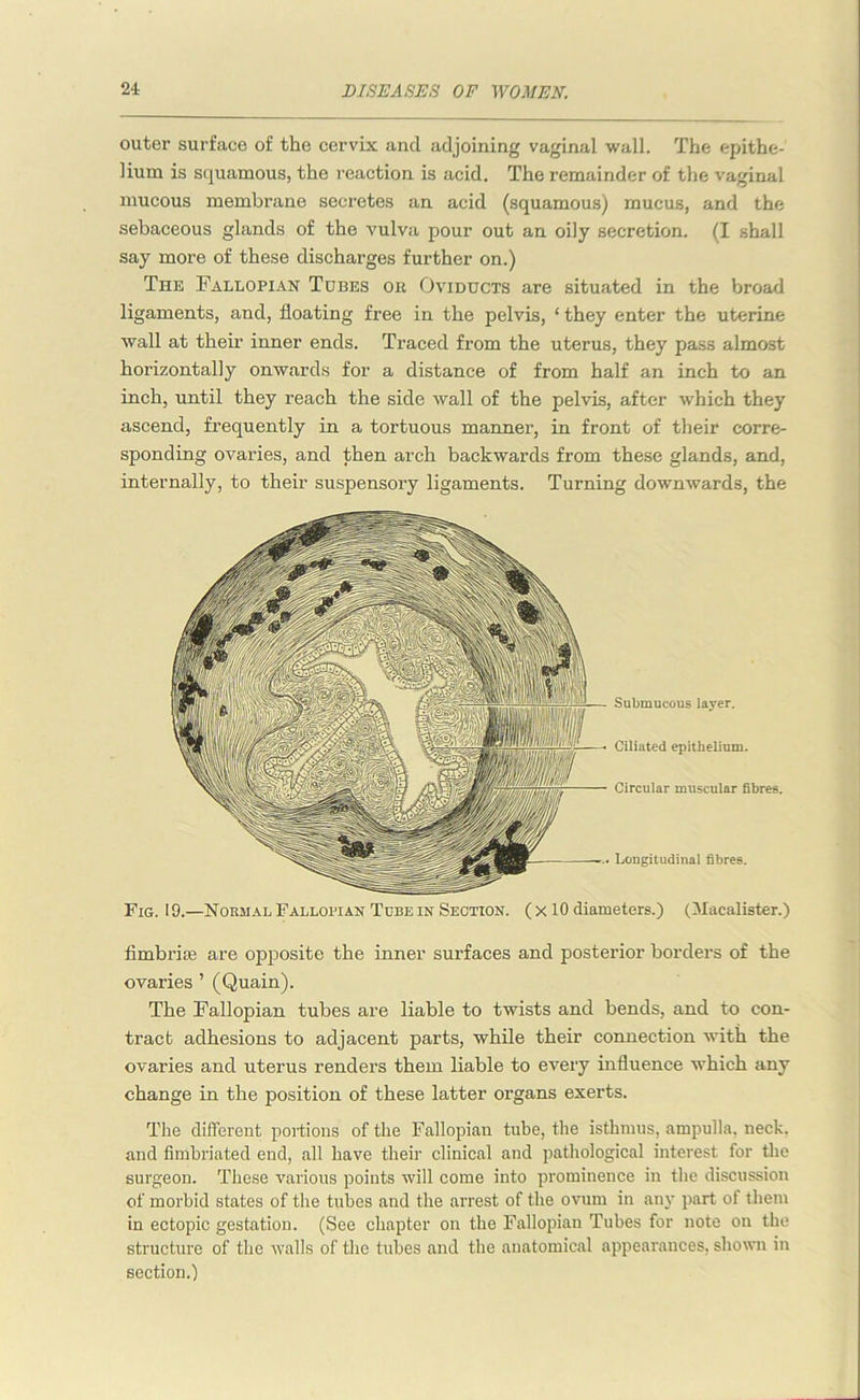 outer surface of the cervix and adjoining vaginal wall. The epithe- lium is squamous, the reaction is acid. The remainder of the vaginal mucous membrane secretes an acid (squamous) mucus, and the sebaceous glands of the vulva pour out an oily secretion. (I shall say more of these discharges further on.) The Fallopian Tobes ok Oviducts are situated in the broad ligaments, and, floating free in the pelvis, ‘they enter the uterine wall at their inner ends. Traced from the uterus, they pass almost horizontally onwards for a distance of from half an inch to an inch, until they reach the side wall of the pelvis, after which they ascend, frequently in a tortuous manner, in front of their corre- sponding ovaries, and then arch backwards from these glands, and, internally, to their suspensory ligaments. Turning downwards, the Submucous layer. Ciliated epithelium. Circular muscular fibres. Longitudinal fibres. Fig. 19.—Normal Fallopian Tube in Section. ( x 10 diameters.) (Hacalister.) fimbriae are opposite the inner surfaces and posterior borders of the ovaries ’ (Quain). The Fallopian tubes are liable to twists and bends, and to con- tract adhesions to adjacent parts, while their connection with the ovaries and uterus renders them liable to every influence which any change in the position of these latter organs exerts. The different portions of the Fallopian tube, the isthmus, ampulla, neck, and fimbriated end, all have their clinical and pathological interest for the surgeon. These various points will come into prominence in the discussion of morbid states of the tubes and the arrest of the ovum in any part of them in ectopic gestation. (See chapter on the Fallopian Tubes for note on the structure of the walls of the tubes and the anatomical appearances, shown in section.)