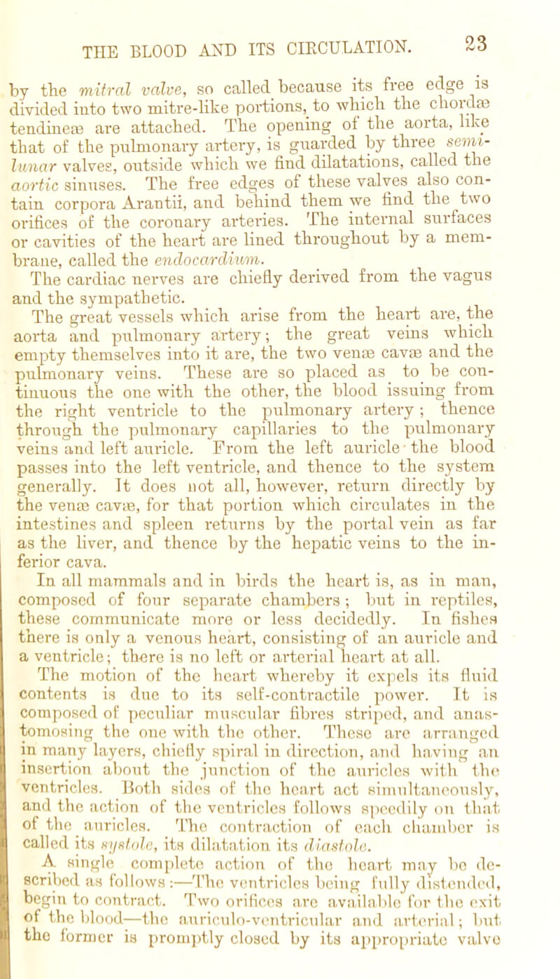 by the mitral valve, so called because its free edge is divided into two mitre-like portions, to which the chordae tendineas are attached. The opening of the aorta, like that of the pulmonary artery, is guarded by three semi- lunar valves, outside which we find dilatations, called the aortic sinuses. The free edges of these valves also con- tain corpora Arantii, and behind them we find the two orifices of the coronary arteries. The internal surfaces or cavities of the heart are lined throughout by a mem- brane, called the endoca/rdiwm. The cardiac nerves are chiefly derived from the vagus and the sympathetic. The great vessels which arise from the heart are, the aorta and pulmonary artery; the great veins which empty themselves into it are, the two vena? cava? and the pulmonary veins. These are so placed as to be con- tinuous the one with the other, the blood issuing from the right ventricle to the pulmonary artery; thence through the pulmonary capillaries to the pulmonary veins and left auricle. From the left auricle ■ the blood passes into the left ventricle, and thence to the system generally. It does not all, however, return directly by the venas cava?, for that portion which circulates in the intestines and spleen returns by the portal vein as far as the liver, and thence by the hepatic veins to the in- ferior cava. In all mammals and in birds the heart is, as in man, composed of four separate chambers ; but in reptiles, these communicate more or less decidedly. In fishes there is only a venous heart, consisting of an auricle and a ventricle; there is no left or arterial heart at all. The motion of the heart whereby it expels its fluid contents is due to its self-contractile power. It is composed of peculiar muscular fibres striped, and anas- tomosing the one with the other. These are arranged in many layers, chiefly spiral in direction, and having an insertion about the junction of the auricles with the ventricles. Both sides of the heart act simultaneously, ami the action of the ventricles follows Bpeedily on thai of the_ auricles. The contraction of each chamber is called its si/shilr, iln dilatation its diasfoh'. A single complete ad inn of the heart may be de- scribed as follows :—The ventricles being fully distended, begin to contract. Two orifices are available for the exit of the blood—the auriculo-ventricular and arterial; but the former is promptly closed by its appropriate valve