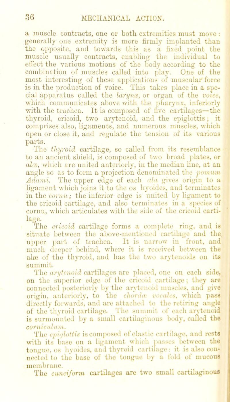 a muscle contracts, one or both extremities must move : generally one extremity is more firmly implanted than the opposite, and towards this as a hxed point the muscle usually contracts, enabling the individual to effect the various motions of the body according to the combination of muscles called into play. One of the most interesting of these applications of muscular force is in the production of voice. This takes place in a spe- cial apparatus called the larynx, or organ of the voice, which communicates above with the pharynx, interiorly with the trachea. It is composed of five cartilages—the thyroid, cricoid, two arytenoid, and the epiglottis; it comprises also, ligaments, and numerous muscles, which open or close it, and regulate the tension of its various parts. The thyroid cartilage, so called from its resemblance to an ancient shield, is composed of two broad plates, or alai, which are united anteriorly, in the median hue, at an angle so as to form a projection denominated the pmiinm Adami. The upper edge of each ala gives origin to a ligament which joins it to the os hyoides, and terminates inthecorw.it; the inferior edge is united by ligament to the cricoid cartilage, and also terminates in a species of cornu, which articulates with the side of the cricoid carti- lage. The cricoid cartilage forms a complete ring, and is situate between the above-mentioned cartilage and the. upper part of trachea. It is narrow in front, and much deeper behind, where it is received between the ala) of the thyroid, and has the two arytenoids on its summit. The arytenoid cartilages are placed, one on each side, ou the superior edge of the cricoid cartilage: they are connected posteriorly by the arytenoid muscles, and give origin, anteriorly, to the chorda vocales, which pass directly forwards, and are attached to the retiring angle of the thyroid cartilage. The summit of each arytenoid is surmounted by a small cartilaginous body, called the corn ic a I a in. The epiglottis is composed of elastic cartilage, and rests with its base on a ligament which pa.v-es between the tongue, os hyoides, and thyroid cartilage: it is also con- nected to the base of the tongue by a fold of mucous membrane. The cuneiform cartilages arc two small cartilaginous