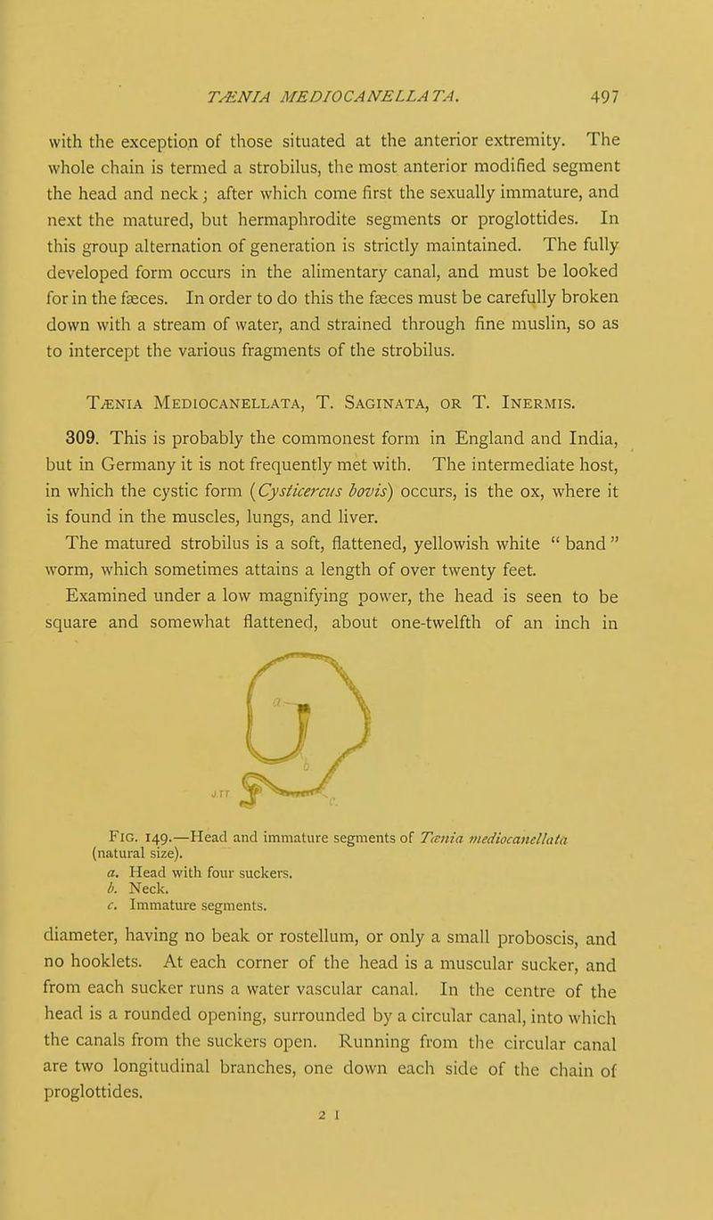 with the exception of those situated at the anterior extremity. The whole chain is termed a strobikis, the most anterior modified segment the head and neck; after which come first the sexually immature, and next the matured, but hermaphrodite segments or proglottides. In this group alternation of generation is strictly maintained. The fully developed form occurs in the alimentary canal, and must be looked for in the feeces. In order to do this the faeces must be carefully broken down with a stream of water, and strained through fine muslin, so as to intercept the various fragments of the strobilus. T^NIA MEDIOCANELLATA, T. SaGINATA, OR T. InERMIS. 309. This is probably the commonest form in England and India, but in Germany it is not frequently met with. The intermediate host, in which the cystic form {Cysticercus bovis) occurs, is the ox, where it is found in the muscles, lungs, and liver. The matured strobilus is a soft, flattened, yellowish white  band  worm, which sometimes attains a length of over twenty feet. Examined under a low magnifying power, the head is seen to be square and somewhat flattened, about one-twelfth of an inch in Fig. 149.—Head and immature segments of Tania viediocanellata (natural size). a. Head with four suckers. b. Neck. c. Immature segments. diameter, having no beak or rostellum, or only a small proboscis, and no booklets. At each corner of the head is a muscular sucker, and from each sucker runs a water vascular canal. In the centre of the head is a rounded opening, surrounded by a circular canal, into which the canals from the suckers open. Running from the circular canal are two longitudinal branches, one down each side of the chain of proglottides. 2 1