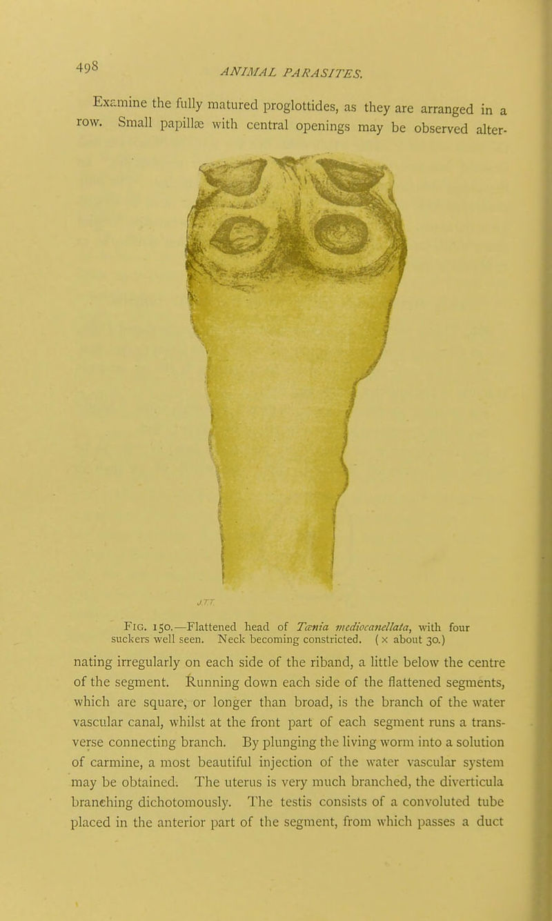 :£mine the fully matured proglottides, as they are arranged in a Small papillae with central openings may be observed alter- FiG. 150.—Flattened head of Tcenia mcdiocaneHata, with four suckers well seen. Neck becoming constricted. ( x about 30.) nating irregularly on each side of the riband, a little below the centre of the segment. Ilunning dovm each side of the flattened segments, which are square, or longer than broad, is the branch of the water vascular canal, whilst at the front part of each segment runs a trans- verse connecting branch. By plunging the living worm into a solution of carmine, a most beautiful injection of the water vascular system may be obtained. The uterus is very much branched, the diverticula branching dichotomously. The testis consists of a convoluted tube placed in the anterior part of the segment, from which passes a duct