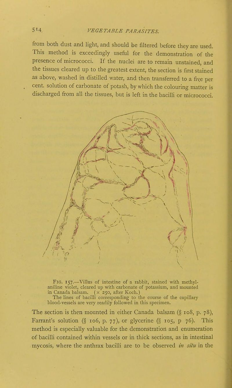 from both dust and light, and should be filtered before they are used. This method is exceedingly useful for the demonstration of the presence of micrococci. If the nuclei are to remain unstained, and the tissues cleared up to the greatest extent, the section is first stained as above, washed in distilled water, and then transferred to a fiye per cent, solution of carbonate of potash, by which the colouring matter is discharged from all the tissues, but is left in the bacilli or micrococci. Fig. 157.—Villus of intestine of a rabbit, stained with methyl- aniline violet, cleared up with carbonate of potassium, and mounted in Canada balsam. ( x 250, after Koch.) The lines of bacilli corresponding to the course of the capillary blood-vessels are veiy readily followed in this specimen. The section is then mounted in either Canada balsam (§ loS, p. 78), Farrant's solution (§ 106, p. 77), or glycerine (§ 105, p 76). This method is especially valuable for the demonstration and enumeration of bacilli contained within vessels or in thick sections, as in intestinal mycosis, where the anthrax bacilli are to be observed in siiu in the