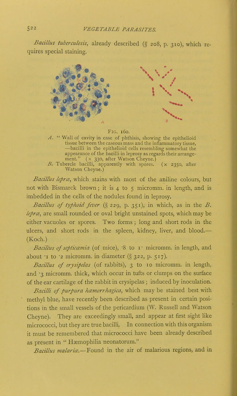 Bacillus tuberculosis, already described (§ 208, p. 310), which re- quires special staining. 3 Fig. 160. A. Wall of cavity in case of phthisis, showing the epithelioid tissue between tlie caseous mass and the inflammatory tissue, —-bacilli in the epithelioid cells resembling somewhat the appearance of the bacilli in leprosy as regards their arrange- ment. ( X 330, after Watson Cheyne.) B. Tubercle bacilli, apparently with spores. (x 2350, after Watson Cheyne.) Bacillus lepra, which stains with most of the aniline colours, but not with Bismarck brown; it is 4 to 5 micromm. in length, and is imbedded in the cells of the nodules found in leprosy. Bacillus of typhoid fever {§ 229, p. 351), in which, as in the B. leprcB, are small rounded or oval bright unstained spots, which may be either vacuoles or spores. Two forms ; long and short rods in the ulcers, and short rods in the spleen, kidney, liver, and blood.— (Koch.) Bacillus of septicaemia (of mice), 8 to i' micromm. in length, and about •! to '2 micromm. in diameter (§ 322, p. 517). Bacillus of erysipelas (of rabbits), 3 to 10 micromm. in length, and '3 micromm. thick, which occur in tufts or clumps on the surface of the ear cartilage of the rabbit in erysipelas; induced by inoculation. Bacilli of purpura hceviorrhagica, which may be stained best with methyl blue, have recently been described as present in certain posi- tions in the small vessels of the pericardium (W. Russell and Watson Cheyne). They are exceedingly small, and appear at first sight like micrococci, but they are true bacilli. In connection with this organism it must be remembered that micrococci have been already described as present in Hsemophiha neonatorum. Bacillus malarice.—Found in the air of malarious regions, and in