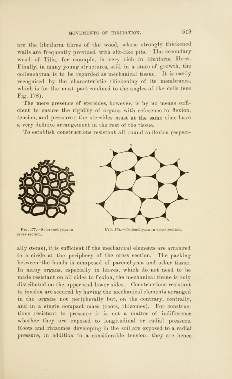 are the libriform fibres of the wood, whose strongly thickened walls are frequently provided, with slit-like pits. The secondary wood of Tilia, for example, is very rich in libriform fibres. Finally, in many young structures, still in a state of growth, the collenchyma is to be regarded as mechanical tissue. It is easily recognised by the characteristic thickening of its membranes, which is for the most part confined to the angles of the cells (see Fig. 178). The mere presence of stereides, however, is by no means suffi- cient to ensure the rigidity of organs with reference to flexion, tension, and pressure; the stereides must at the same time have a very definite arrangement in the rest of the tissue. To establish constructions resistant all round to flexion (especi- qdHc> Fig. 177.—Sclerenchyma in cross section. Fig. 178.—Collenchyma in cross section. ally stems), it is sufficient if the mechanical elements are arranged in a circle at the periphery of the cross section. The packing between-the bands is composed of parenchyma and other tissue. In many organs, especially in leaves, which do not need to be made resistant on all sides to flexion, the mechanical tissue is only distributed on the upper and lower sides. Constructions resistant to tension are secured by having the mechanical elements arranged in the organs not peripherally but, on the contrary, centrally, and in a single compact mass (roots, rhizomes). For construc- tions resistant to pressure it is not a matter of indifference whether they are exposed to longitudinal or radial pressure. Roots and rhizomes developing in the soil are exposed to a radial pressure, in addition to a considerable tension; they are hence