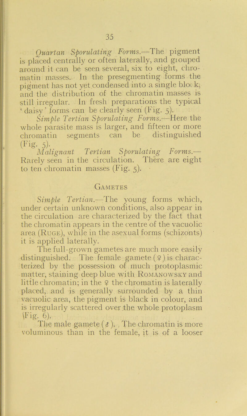 Quartan Sporulating Forms.—The pigment is placed centrally or often laterally, and grouped around it can be seen several, six to eight, chro- matin masses. In the presegmenting forms the pigment has not yet condensed into a single bkx k, and the. distribution of the chromatin masses is still irregular. In fresh preparations the typical ‘ daisy ’ forms can be clearly seen (Fig. 5). Simple Tertian Sporulating Forms.—Here the whole parasite mass is larger, and fifteen or more chromatin segments can be distinguished (Fig. 5)- Malignant Tertian Sporulating Forms.— Rarely seen in the circulation. There are eight to ten chromatin masses (Fig. 5). Gametes Simple Tertian.—The young forms which, under certain unknown conditions, also appear in the circulation are characterized by the fact that the chromatin appears in the centre of the vacuolic area (Ruge), while in the asexual forms (schizonts) it is applied laterally. The full-grown gametes are much more easily distinguished. The female gamete (?) is charac- terized by the possession of much protoplasmic matter, staining deep blue with Romanowsky and little chromatin; in the ? the chromatin is laterally placed, and is generally surrounded by a thin vacuolic area, the pigment is black in colour, and is irregularly scattered over the whole protoplasm '\I7ig. 6). The male gamete ($ ). . The chromatin is more voluminous than in the female, it is of a looser