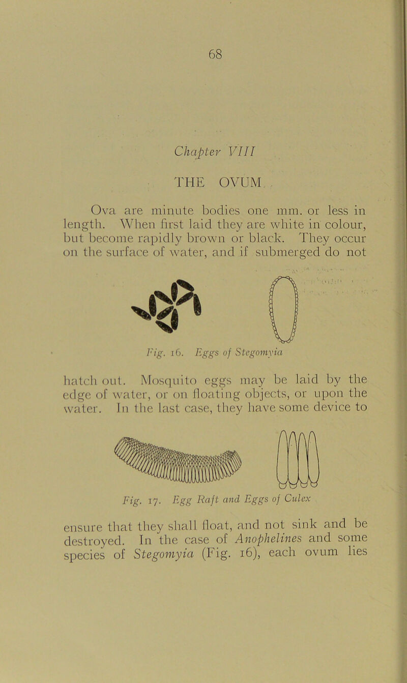 Chapter VIII THE OVUM Ova are minute bodies one mm. or less in length. When first laid they are white in colour, but become rapidly brown or black. They occur on the surface of water, and if submerged do not Fig. 16. Eggs of Stegomyia hatch out. Mosquito eggs may be laid by the edge of water, or on floating objects, or upon the water. In the last case, they have some device to Fig. 17. Egg Raft and Eggs of Culcx ensure that they shall float, and not sink and be destroyed. In the case of Anophelines and some species of Stegomyia (big. 16), each ovum lies