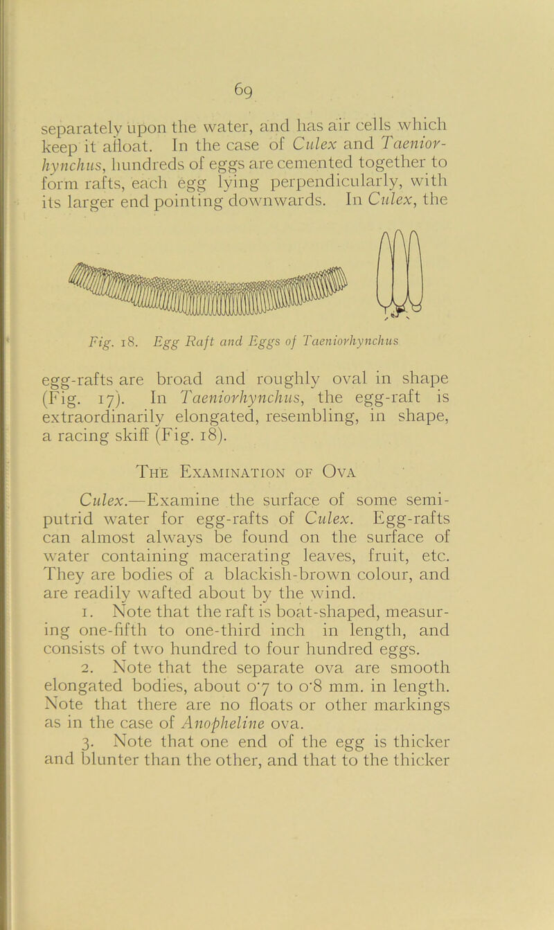 6g separately upon the water, and has air cells which keep it ailoat. In the case of Culex and Taenior- hynchus, hundreds of eggs are cemented together to form rafts, each egg lying perpendicularly, with its larger end pointing downwards. In Culex, the Fig. 18. Egg Raft and Eggs of Taeniorhynchus egg-rafts are broad and roughly oval in shape (Fig. 17). In Taeniorhynchus, the egg-raft is extraordinarily elongated, resembling, in shape, a racing skiff (Fig. 18). The Examination of Ova Culex.—Examine the surface of some semi- putrid water for egg-rafts of Culex. Egg-rafts can almost always be found on the surface of wrnter containing macerating leaves, fruit, etc. They are bodies of a blackish-brown colour, and are readily wafted about by the wind. 1. Note that the raft is boat-shaped, measur- ing one-fifth to one-third inch in length, and consists of two hundred to four hundred eggs. 2. Note that the separate ova are smooth elongated bodies, about 07 to o-8 mm. in length. Note that there are no floats or other markings as in the case of Anopheline ova. 3. Note that one end of the egg is thicker and blunter than the other, and that to the thicker