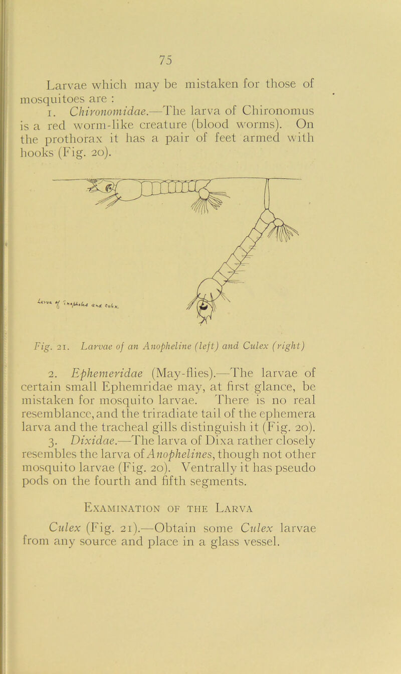 Larvae which may be mistaken for those of mosquitoes are : i. Chironomidae.—The larva of Chironomus is a red worm-like creature (blood worms). On the prothorax it has a pair of feet armed with hooks (Fig. 20). Fig. 21. Larvae of an Anoplieline (left) and Culex (right) 2. Ephemeridcie (May-flies).—The larvae of certain small Ephemridae may, at first glance, be mistaken for mosquito larvae. There is no real resemblance, and the triradiate tail of the ephemera larva and the tracheal gills distinguish it (Fig. 20). 3. Dixidae.—The larva of Dixa rather closely resembles the larva of Anophelines, though not other mosquito larvae (Fig. 20). Ventrally it has pseudo pods on the fourth and fifth segments. Examination of the Larva Culex (Fig. 21).—Obtain some Culex larvae from any source and place in a glass vessel.