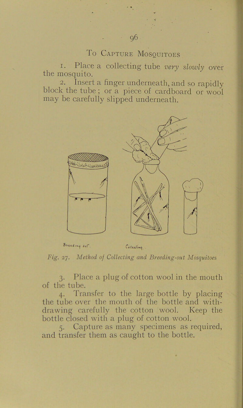 To Capture Mosquitoes 1. Place a collecting tube very slowly over the mosquito. 2. Insert a linger underneath, and so rapidly block the tube ; or a piece of cardboard or wool may be carefully slipped underneath. Fig. 27. Method of Collecting and Breeding-out Mosquitoes 3. Place a plug of cotton wool in the mouth of the tube. 4. Transfer to the large bottle by placing the tube over the mouth of the bottle and with- drawing carefully the cotton wool. Keep the bottle closed with a plug of cotton wool. 5. Capture as many specimens as required, and transfer them as caught to the bottle.