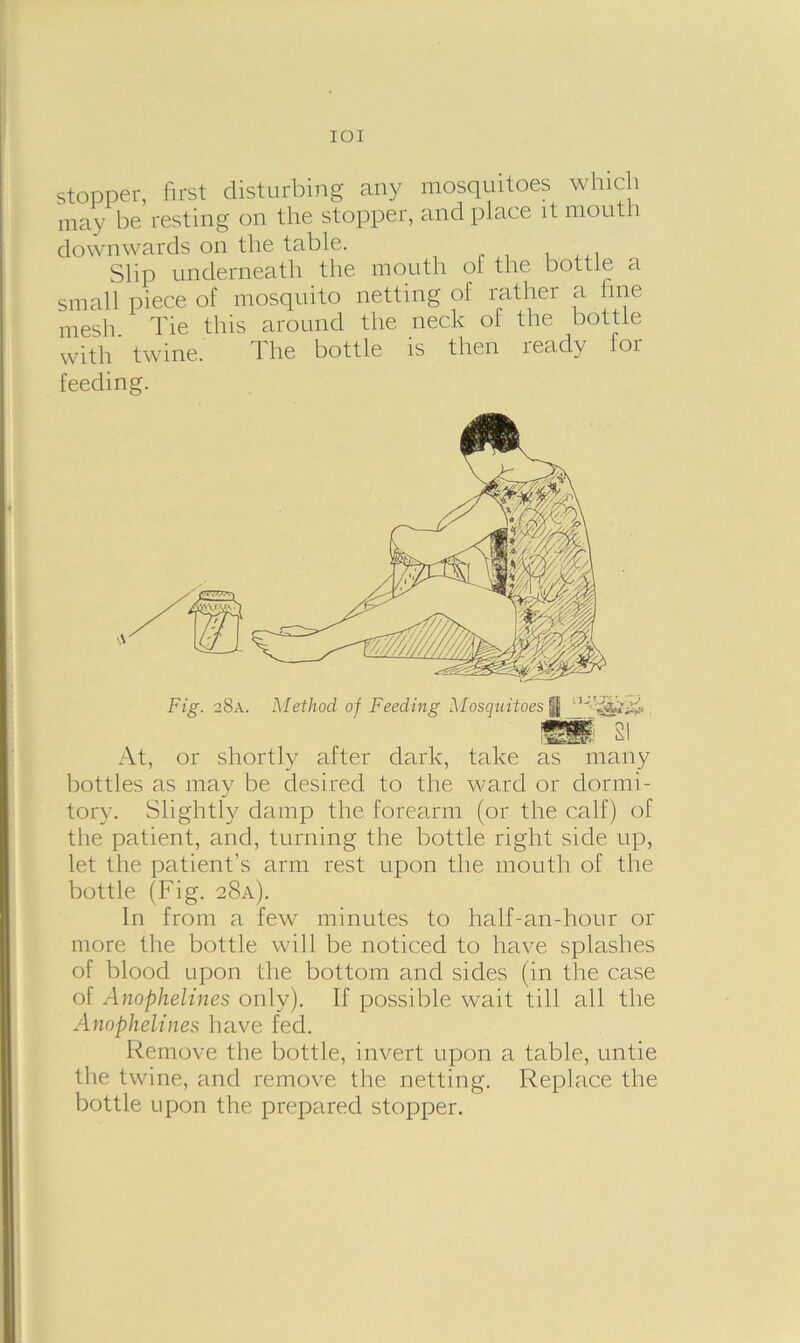 IOI stopper, first disturbing any mosquitoes which may be resting on the stopper, and place it mouth downwards on the table. Slip underneath the mouth of the bottle a small piece of mosquito netting of rather a fine mesh Tie this around the neck of the bottle with twine. The bottle is then ready for feeding. At, or shortly after dark, take as many bottles as may be desired to the ward or dormi- tory. Slightly damp the forearm (or the calf) of the patient, and, turning the bottle right side up, let the patient’s arm rest upon the mouth of the bottle (Fig. 28a). In from a few minutes to half-an-hour or more the bottle will be noticed to have splashes of blood upon the bottom and sides (in the case of Anophelines only). If possible wait till all the Anophelines have fed. Remove the bottle, invert upon a table, untie the twine, and remove the netting. Replace the bottle upon the prepared stopper.