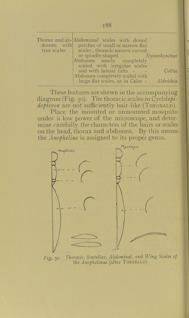 Thorax and ab- domen with true scales Abdominal scales with dorsal patches of small or narrow flat scales ; thoracic narrow curved or spindle-shaped - - Nyssorhynclius Abdomen nearly completely scaled with irregular scales and with lateral tufts - - Cellia Abdomen completely scaled with laige flat scales, as in Culex - Aldrichia These features are shewn in the accompanying diagram (Fig. 50). The thoracic scales in Cyclolepi- dopteron are not sufficiently hair-like (Theobald). Place the mounted or unmounted mosquito under a low power of the microscope, and deter- mine carefully the characters of the hairs or scales on the head, thorax and abdomen. By this means the Anopheline is assigned to its proper genus. fig, 5o Thoracic, Scutellar, Abdominal, and Wing Scales of the Anophelinae (after Theobald)