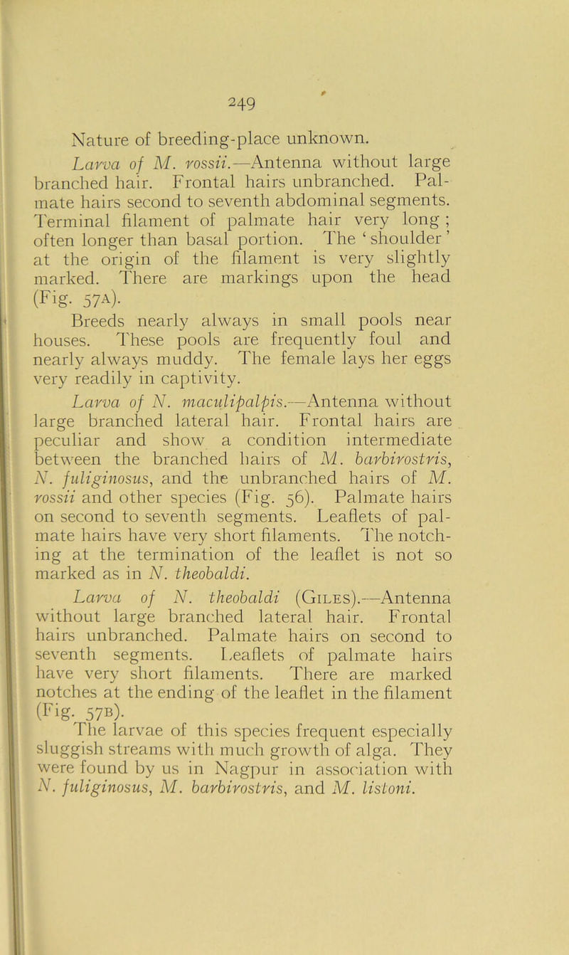 t Nature of breeding-place unknown. Larva of M. rossii.—Antenna without large branched hair. Frontal hairs unbranched. Pal- mate hairs second to seventh abdominal segments. Terminal filament of palmate hair very long ; often longer than basal portion. The £ shoulder ’ at the origin of the filament is very slightly marked. There are markings upon the head (Fig- 57A)- Breeds nearly always in small pools near houses. These pools are frequently foul and nearly always muddy. The female lays her eggs very readily in captivity. Larva of N. maculipalpis.—Antenna without large branched lateral hair. Frontal hairs are peculiar and show a condition intermediate between the branched hairs of M. barbivostris, N. fuliginosus, and the unbranched hairs of M. rossii and other species (Fig. 56). Palmate hairs on second to seventh segments. Leaflets of pal- mate hairs have very short filaments. The notch- ing at the termination of the leaflet is not so marked as in N. theobaldi. Larva of N. theobaldi (Giles).—Antenna without large branched lateral hair. Frontal hairs unbranched. Palmate hairs on second to seventh segments. Leaflets of palmate hairs have very short filaments. There are marked notches at the ending of the leaflet in the filament (Fig- 57B)- The larvae of this species frequent especially sluggish streams with much growth of alga. They were found by us in Nagpur in association with N. fuliginosus, M. barbirostris, and M. listoni.