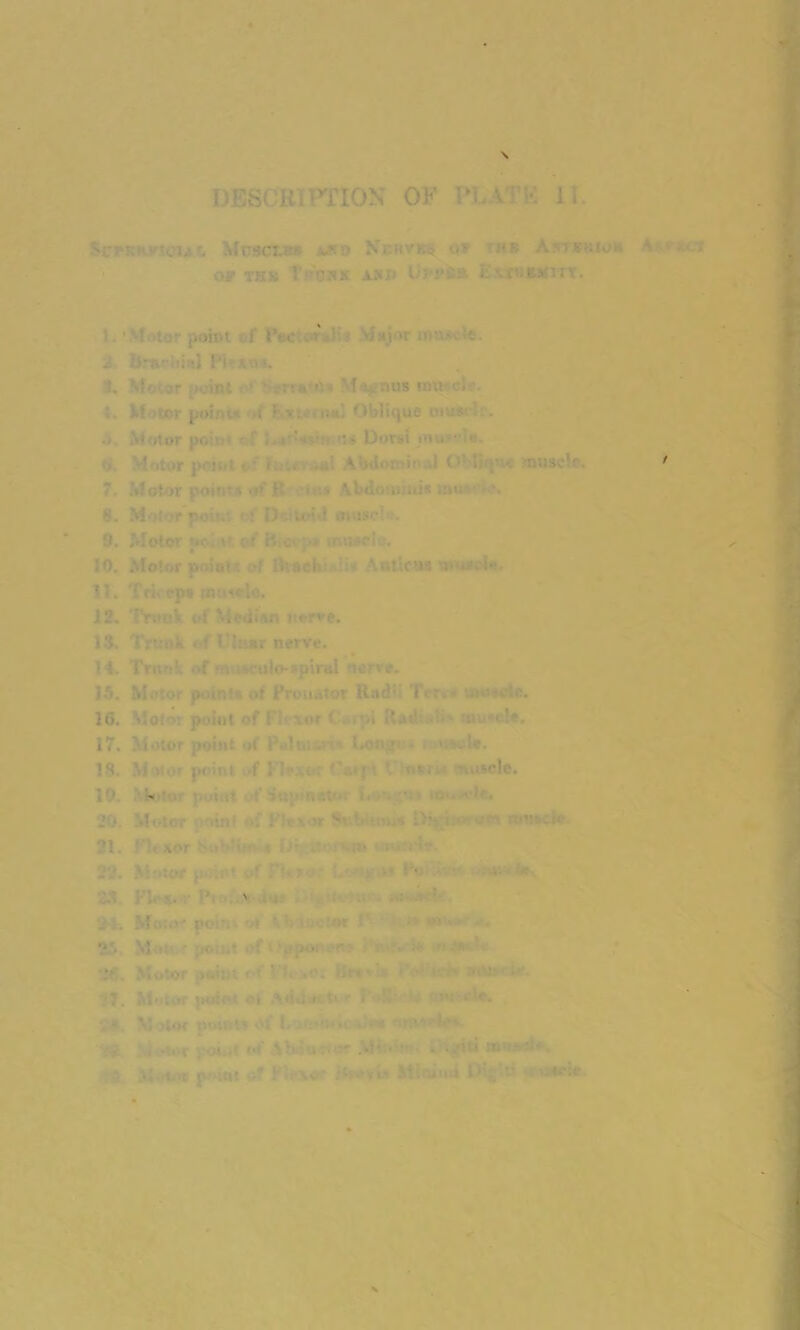 DESK H ;>TION OF 1*1 \ • J1 'Ll- MK'-'tCIjI MU0CI.S v*» N'r.ilV K.;: or MR A  : »KIO OF THIS tffOM AMP Uppfe* ExtHMUtJtt. 1 ! • point f Per* .1 : .-M ’r • . 8. Vf r ;int ••; a • 4 nus m\i ci- 1 • ior poii . ; -■ . Oblique iM -’i . • Motor pftbt 5. • - Duv>i ni • ■ ' 7. Motor point* of {l ■ ;s Abdominis UM f» 8. Motor pou.: c! Deltoid otusolo. !0. Motor V. -nr >/ Huh . -ItCtt* • i- 11. Tfk rps rnnirlc. 12. 'frauk of Median nerve. 13. Trunk of Ubur nerve. 14. Trunk of ■ . ^uio-?piral 'lerre. 15. Motor points of Pronator Rad l < r* 16. ' oto: point of 1 or ( . Rad - 1 17. Motor point of P«lu. f*oni' 1 -te. 18. M ■ ■ point f ;)* ’ . «»»cle. '•X 21. F '• xor • - . • • : • ' i . Mato • pc'1 ot ' or ' Mo; ■ ,t i • \rpoi - • > ■ :». Motor it.iiii *■* • ■ t • ■ ' ■ ' ■ •
