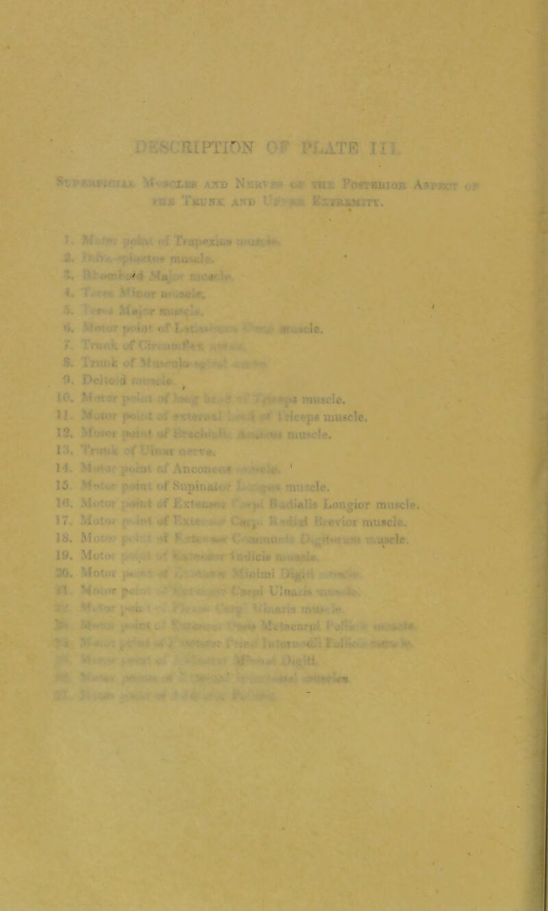 S' 'X.'. .’XD Nr.it*. : PosTSItlOB A- • Titus . aki> .iKiMirv. ' ' ' ; > ■ <*xii.S •: '■ 2. ‘i -a; toi-’tos m*Ucl<k ' i ' ti< : \ 4. >rv* Major •i. i < , >• -.da. 8. Trunk of' Musnilo . OC; J . » •' t . ,$ muscle. H '1 *■ ■ ■: ■ . , f rit ' pa muscle. 12. ''i wi >h« 1 of £ icii • . <* muscle. 13. 'IV »sk { Ui-mr n<v*. 14. i . .i ' 15 me of Supimu- • , . muscle. T> *, ut if Kx*. : i. rtiali* Longior muscle. 17. .kOto> A ' i , !• •) II e. .or muscle. 18. M • i m '• .j.rlc 19. Moto . * •«... • •?!.-: sow I .: 30. Motor •* . oimi D%1- 1 ' ' ' ’ • . : \ 'In.. . ' ' >'<> I. <* ilekacarfii l\ t, i* • tn 1 .•• u rt-m' IJlU Mr* ■ < s *