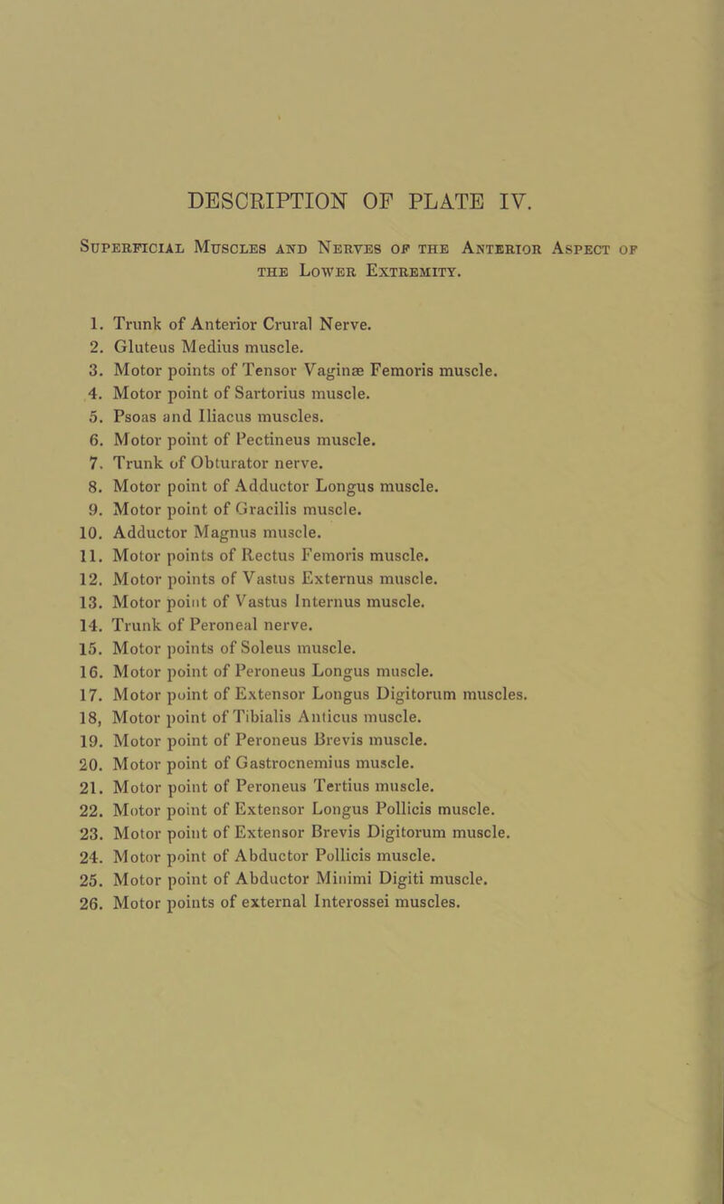 Superficial Muscles and Nerves of the Anterior Aspect the Lower Extremity. 1. Trunk of Anterior Crural Nerve. 2. Gluteus Medius muscle. 3. Motor points of Tensor Vaginae Femoris muscle. 4. Motor point of Sartorius muscle. 5. Psoas and Iliacus muscles. 6. Motor point of Pectineus muscle. 7. Trunk of Obturator nerve. 8. Motor point of Adductor Longus muscle. 9. Motor point of Gracilis muscle. 10. Adductor Magnus muscle. 11. Motor points of Rectus Femoris muscle. 12. Motor points of Vastus Externus muscle. 13. Motor point of Vastus Interims muscle. 14. Trunk of Peroneal nerve. 15. Motor points of Soleus muscle. 16. Motor point of Peroneus Longus muscle. 17. Motor point of Extensor Longus Digitorum muscles. 18. Motor point of Tibialis Anticus muscle. 19. Motor point of Peroneus Brevis muscle. 20. Motor point of Gastrocnemius muscle. 21. Motor point of Peroneus Tertius muscle. 22. Motor point of Extensor Longus Pollicis muscle. 23. Motor point of Extensor Brevis Digitorum muscle. 24. Motor point of Abductor Pollicis muscle. 25. Motor point of Abductor Minimi Digiti muscle. 26. Motor points of external Interossei muscles.