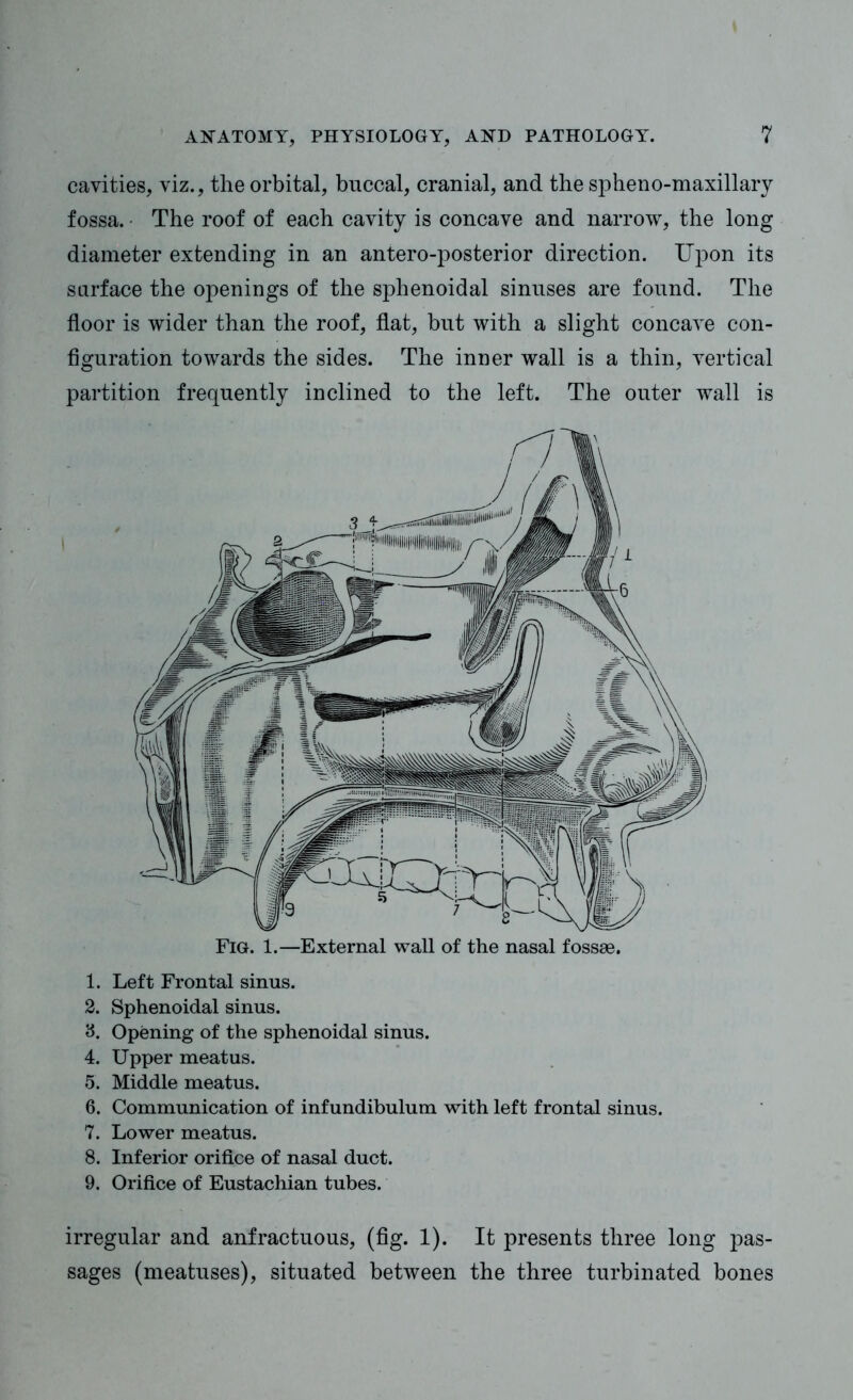 cavities, viz., the orbital, buccal, cranial, and the spheno-maxillary fossa. The roof of each cavity is concave and narrow, the long diameter extending in an antero-posterior direction. Upon its surface the openings of the sphenoidal sinuses are found. The floor is wider than the roof, flat, but with a slight concave con- figuration towards the sides. The inner wall is a thin, vertical partition frequently inclined to the left. The outer wall is Fig. 1.—External wall of the nasal fossae. 1. Left Frontal sinus. 2. Sphenoidal sinus. 3. Opening of the sphenoidal sinus. 4. Upper meatus. 5. Middle meatus. 6. Communication of infundibulum with left frontal sinus. 7. Lower meatus. 8. Inferior orifice of nasal duct. 9. Orifice of Eustachian tubes. irregular and anfractuous, (fig. 1). It presents three long pas- sages (meatuses), situated between the three turbinated bones