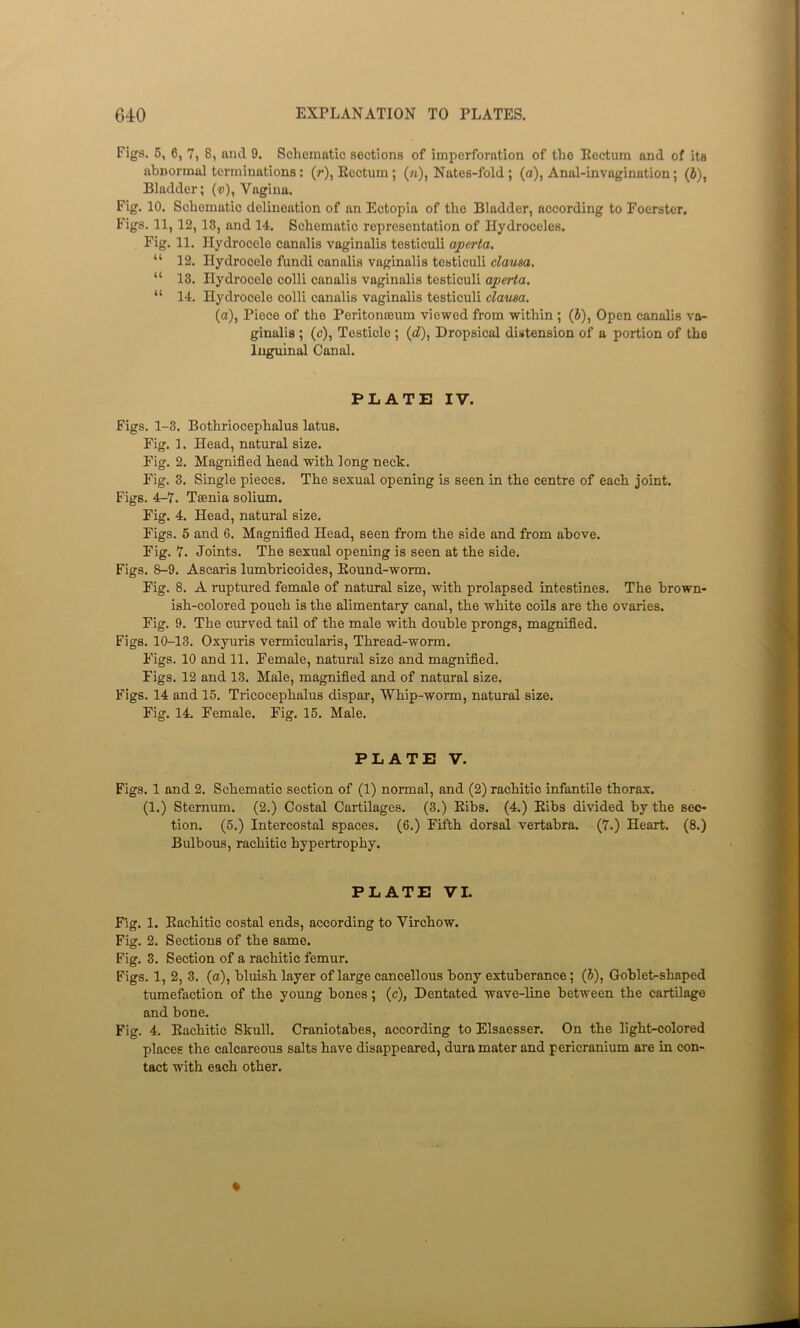Figs. 5, 6, 7, 8, and 9. Schematic sections of imperforntion of the Eectum and of its abnormal terminations: (r), Eectum; (w), Nates-fold ; (a), Anal-invagination; (6), Bladder; («)), Vagina. Fig. 10. Schematic delineation of an Ectopia of the Bladder, according to Foerster. Figs. 11,12,13, and 14. Schematic representation of Hydroceles. Fig. 11. Hydrocele canalis vaginalis testiculi aperta. “ 12. Hydrocele fundi canalis vaginalis testiculi clausa. “ 13. Hydrocele colli canalis vaginalis testiculi aperta. “ 14. Hydrocele colli canalis vaginalis testiculi clausa. (a). Piece of the Peritonoeum viewed from, within ; (J), Open canalis va- ginalis ; (c). Testicle ; (cZ), Dropsical distension of a portion of the Inguinal Canal. PLATE IV. Figs. 1-3. Bothriocephalus latus. Fig. 1. Head, natural size. Fig. 2. Magnified head with long neck. Fig. 3. Single pieces. The sexual opening is seen in the centre of each joint. Figs. 4-7. Taenia solium. Fig. 4. Head, natural size. Figs. 5 and 6. Magnified Head, seen from the side and from above. Fig. 7. Joints. The sexual opening is seen at the side. Figs. &-9. Ascaris lumbricoides, Eound-worm. Fig. 8. A ruptured female of natural size, with prolapsed intestines. The brown- ish-colored pouch is the alimentary canal, the white coils are the ovaries. Fig. 9. The curved tail of the male with double prongs, magnified. Figs. 10-13. Oxyuris vermicularis. Thread-worm. Figs. 10 and 11. Female, natural size and magnified. Figs. 12 and 13. Male, magnified and of natural size. Figs. 14 and 15. Tricocephalus dispar. Whip-worm, natural size. Fig. 14. Female. Fig. 15. Male. PLATE V. Figs. 1 and 2. Schematic section of (1) normal, and (2) rachitic infantile thorax. (1.) Sternum. (2.) Costal Cartilages. (3.) Eibs. (4.) Eibs divided by the sec- tion. (5.) Intercostal spaces. (6.) Fifth dorsal vertabra. (7.) Heart. (8.) Bulbous, rachitic hypertrophy. PLATE VI. Fig. 1. Eachitic costal ends, according to Virchow. Fig. 2. Sections of the same. Fig. 3. Section of a rachitic femur. Figs. 1, 2, 3. (a), bluish layer of large cancellous bony extuberance; (J), Goblet-shaped tumefaction of the young bones; (c), Dentated wave-line between the cartilage and bone. Fig. 4. Eachitic Skull. Craniotabes, according to Elsaesser. On the light-colored places the calcareous salts have disappeared, dura mater and pericranium are in con- tact with each other.