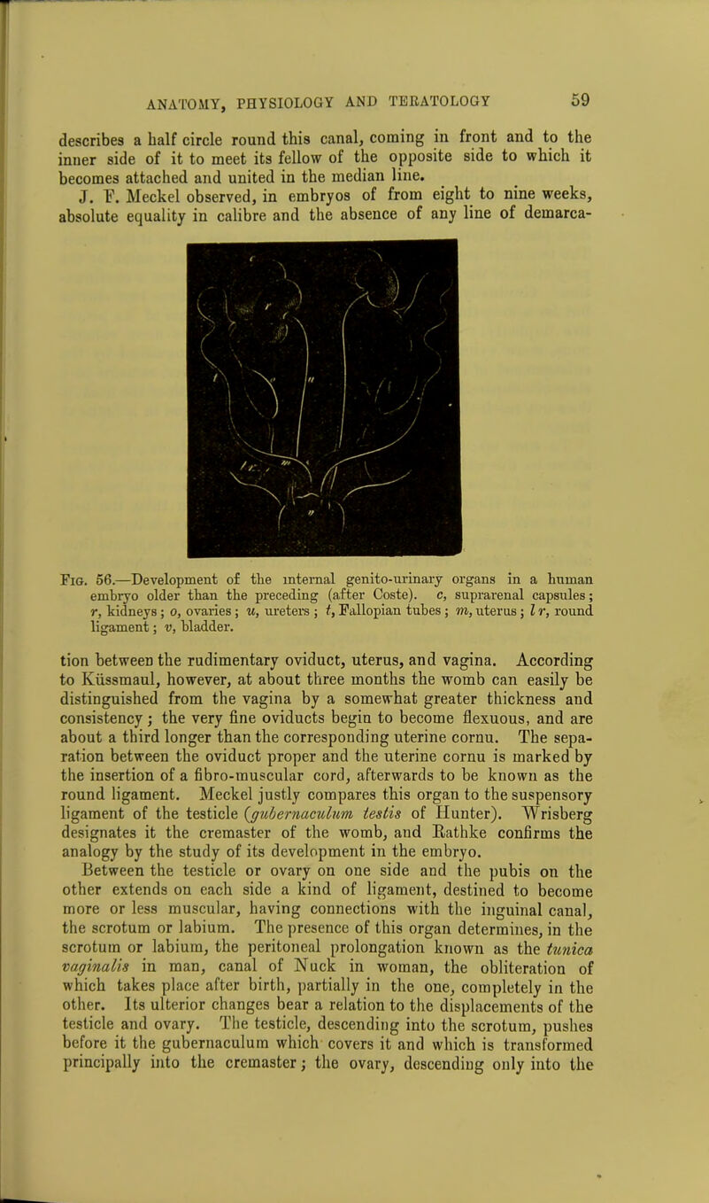 describes a half circle round this canal, coming in front and to the inner side of it to meet its fellow of the opposite side to which it becomes attached and united in the median line. J. T?. Meckel observed, in embryos of from eight to nine weeks, absolute equality in calibre and the absence of any line of demarca- Fig. 56.—Development of the internal genito-urinary organs in a human embryo older than the preceding (after Coste). c, suprarenal capsules; r, kidneys ; o, ovaries; u, ureters ; t, Fallopian tubes ; m, uterus; l r, round ligament; v, bladder. tion between the rudimentary oviduct, uterus, and vagina. According to Kiissmaul, however, at about three months the womb can easily be distinguished from the vagina by a somewhat greater thickness and consistency; the very fine oviducts begin to become flexuous, and are about a third longer than the corresponding uterine cornu. The sepa- ration between the oviduct proper and the uterine cornu is marked by the insertion of a fibro-muscular cord, afterwards to be known as the round ligament. Meckel justly compares this organ to the suspensory ligament of the testicle (_gubernaculum testis of Hunter). Wrisberg designates it the cremaster of the womb, and Rathke confirms the analogy by the study of its development in the embryo. Between the testicle or ovary on one side and the pubis on the other extends on each side a kind of ligament, destined to become more or less muscular, having connections with the inguinal canal, the scrotum or labium. The presence of this organ determines, in the scrotum or labium, the peritoneal prolongation known as the tunica vaginalis in man, canal of Nude in woman, the obliteration of which takes place after birth, partially in the one, completely in the other. Its ulterior changes bear a relation to the displacements of the testicle and ovary. The testicle, descending into the scrotum, pushes before it the gubernaculum which covers it and which is transformed principally into the cremaster; the ovary, descending only into the