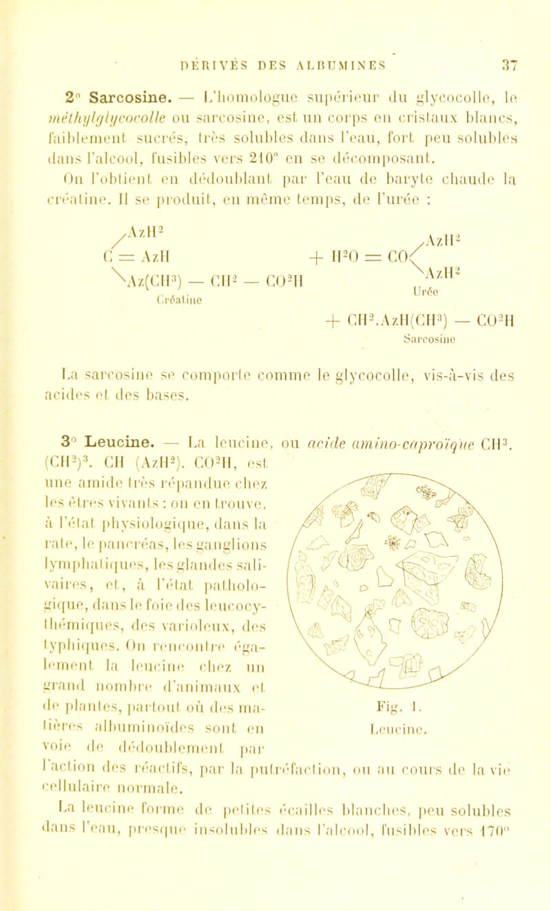 2'1 Sarcosine. — L’homologue supérieur du glycocollo, le. mëlhylglycocolle ou sarcosine, est un corps on cristaux blancs, faiblement sucrés, très solubles dans l’eau, fort peu solubles dans l’alcool, fusibles vers 210 en se décomposant. On l'obtient en dédoublant par l’eau de baryte chaude la créatine. II se produit, en même temps, de l’urée ; y AzH2 G = AzH \Az(CH3) — Cil2 — C02H Crdatine + H20 = CO ■AzH2 AzH2 Uréo + CH2.ÀzH(CH3) — CO2 H Sarcosine La sarcosine se comporte comme le glycocolle, vis-à-vis des acides et des bases. 3° Leucine. — La leucine, (CH2)3. CH (AzH2). GO*H, est une amide très répandue chez les êtres vivants : on en trouve, à l'état physiologique, dans la rate, le pancréas, les ganglions lymphatiques, les glandes sali- vaires, et, à l’état patholo- gique, dans le foie des leucocy- Ihémiques, des varioleux, des typhiques. On rencontre éga- lement la leucine chez un grand nombre d’animaux et de plantes, partout où des ma- tières albuminoïdes sont en voie de dédoublement par ou acide amino-capro'ique Cil3. Fig. I. Leucine. 1 action des réactifs, par la putréfaction, ou au cours de la vie cellulaire normale. La leucine forme de petites écailles blanches, peu solubles dans I eau, presque insolubles dans l’alcool, fusibles vers 170