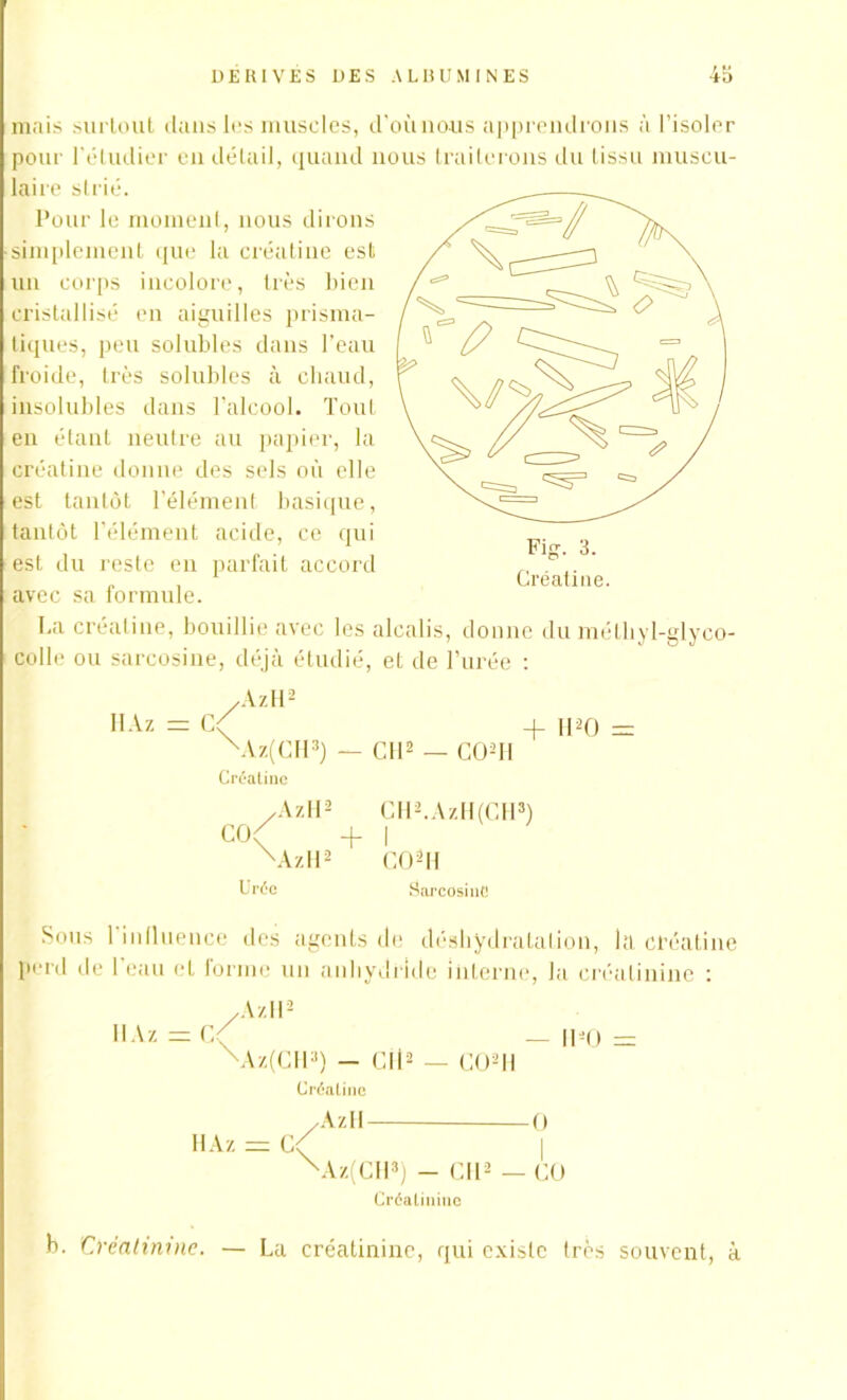 mais surtout dans les muscles, d'où nous apprendrons à l’isoler pour l’étudier en détail, quand nous traiterons du tissu muscu- laire strié. Pour le moment, nous dirons simplement que la créatine est un corps incolore, très bien cristallisé en aiguilles prisma- tiques, peu solubles dans l’eau froide, très solubles à chaud, insolubles dans l'alcool. Tout en étant neutre au papier, la créatine donne des sels où elle est tantôt l’élément basique, tantôt l’élément acide, ce qui est du reste en parfait accord avec sa formule. La créatine, bouillie avec les alcalis, donne du méthyl-glyco- colle ou sarcosine, déjà étudié, et de l’urée : /AzH2 HAz = C( -f H * O = \Vz(CH3) — Cil2 — CO-II Créatine /A/. H2 CH2.AzH(CH3) CO. -f- I 'AzH2 C02ll Urée SarcosinU Fig. 3. Créatine. Sous 1 influence des agents de déshydratation, la créatine perd de l'eau et forme un anhydride interne, la créatinine : /AzH2 HAz = c/ — 11-0 = \Az(CH*) - Cil2 — CO2II Créatine HAz A y11 0 Àz(CH>) - Cil2 — CO Créatinine b. Créatinine. — La créatinine, qui existe très souvent, à