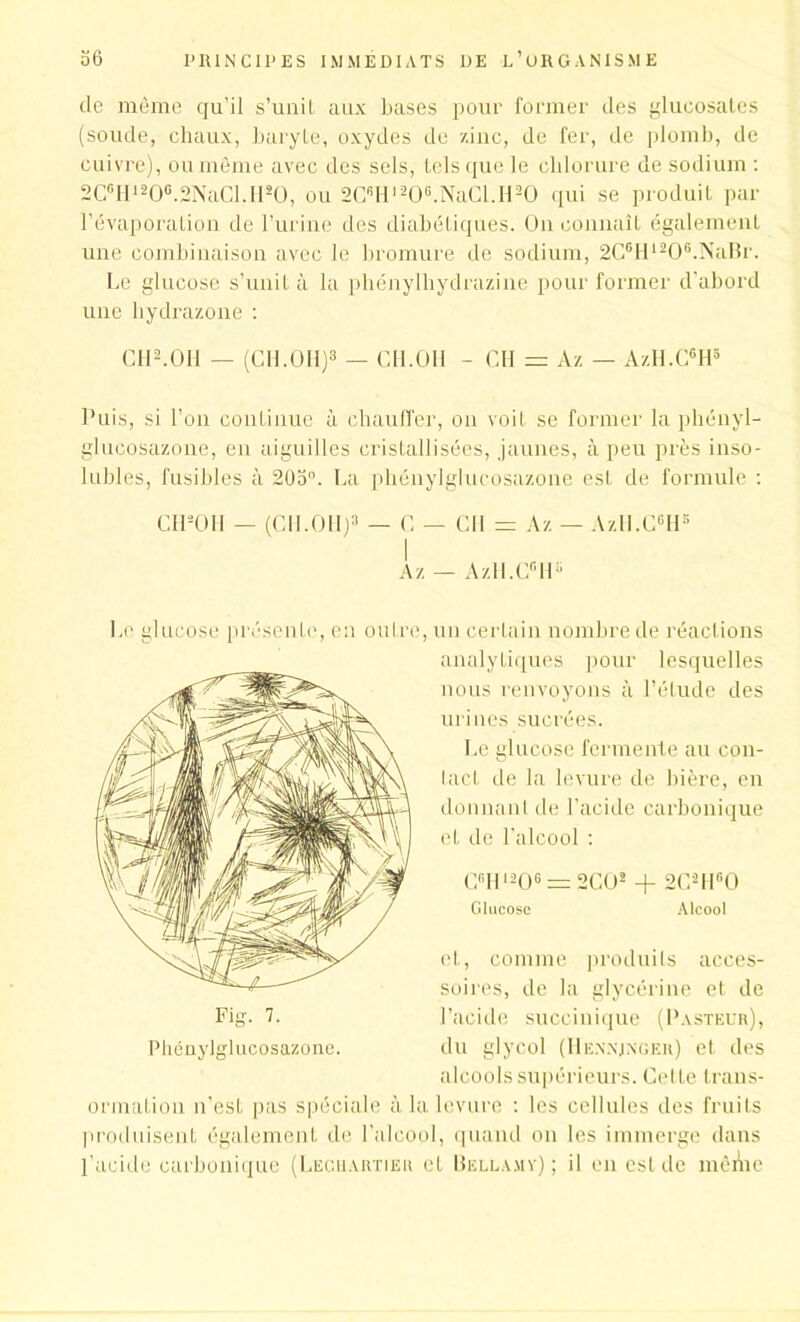 de même qu’il s’unil aux bases pour former des glueosates (soude, chaux, baryte, oxydes de '/.inc, de fer, de plomb, de cuivre), ou même avec des sels, tels que le chlorure de sodium : 2C0H12O6.2NaCLll2O, ou 2C6Hl20(i.NaCl.H20 qui se produit par l’évaporation de l’urine des diabétiques. O11 connaît également une combinaison avec le bromure de sodium, 2C6H1206.NaBr. Le glucose s’unit à la phénylhydrazine pour former d’abord une liydrazone : Cil2.011 — (CH.OH)3 — CH.OH - CH = Az — AzH.G6H3 Puis, si l’on continue à chauffer, on voit se former la phényl- glucosazone, en aiguilles cristallisées, jaunes, à peu près inso- lubles, fusibles à 205°. La phénylglucosazone est de formule : CIPOH — (CH.OH)3 — C — C1I = Az — AzH.CGHs I Az — AzlI.C’H Le glucose présente, en outre, un certain nombre de réactions analytiques pour lesquelles nous renvoyons à l’étude des urines sucrées. Le glucose fermente au con- tact de la levure de bière, en donnant de l’acide carbonique et de l'alcool : CBH l206 = 2C02 + 2C2H60 Glucose Alcool et, comme produits acces- soires, de la glycérine et de l’acide succinique (Pasteur), du glycol (Hexxjxger) et des alcools supérieurs. Cette trans- ormation n’est pas spéciale à la levure : les cellules des fruits produisent également de l'alcool, quand on les immerge dans l’acide carbonique (Lechartier et Bellamy) ; il en est de mêitae Fig. 7. Phénylglucosazone.