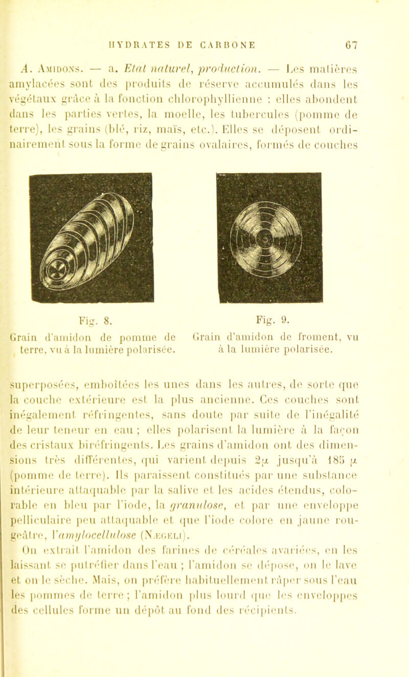 A. Amidons. — a. Etat naturel, production. — Les matières amylacées sont des produits de réserve accumulés dans les végétaux grâce à la fonction chlorophyllienne : elles abondent dans les parties vertes, la moelle, les tubercules (pomme de terre), les grains (blé, riz, maïs, etc.). Elles se déposent ordi- nairement sous la forme de grains ovalaires, formés de couches Fig. 8. Grain d'amidon de pomme de terre, vu à la lumière polarisée. Fig. 9. Grain d'amidon de froment, vu à la lumière polarisée. superposées, emboîtées les unes dans les autres, de sorte que la couche extérieure est la plus ancienne. Ces couches sont inégalement réfringentes, sans doute par suite de l'inégalité de leur teneur en eau ; elles polarisent la lumière à la façon des cristaux biréfringents. Les grains d’amidon ont des dimen- sions très différentes, qui varient depuis 2p. jusqu’à 186 p (pomme de terre). Ils paraissent constitués par une substance intérieure attaquable par la salive et les acides étendus, colo- rable en bleu par l’iode, la c/ranulose, et par une enveloppe pelliculaire peu attaquable et que l’iode colore en jaune rou- geâtre, Vami/loceliulose (N.eoeli). On extrait l'amidon des farines de céréales avariées, en les laissant se putréfier dans l’eau ; l’amidon se dépose, on le lave et ou le sèche. Mais, ou préfère habituellementràper sous l’eau les pommes de terre; l’amidon plus lourd que les enveloppes des cellules forme un dépôt au fond des récipients.