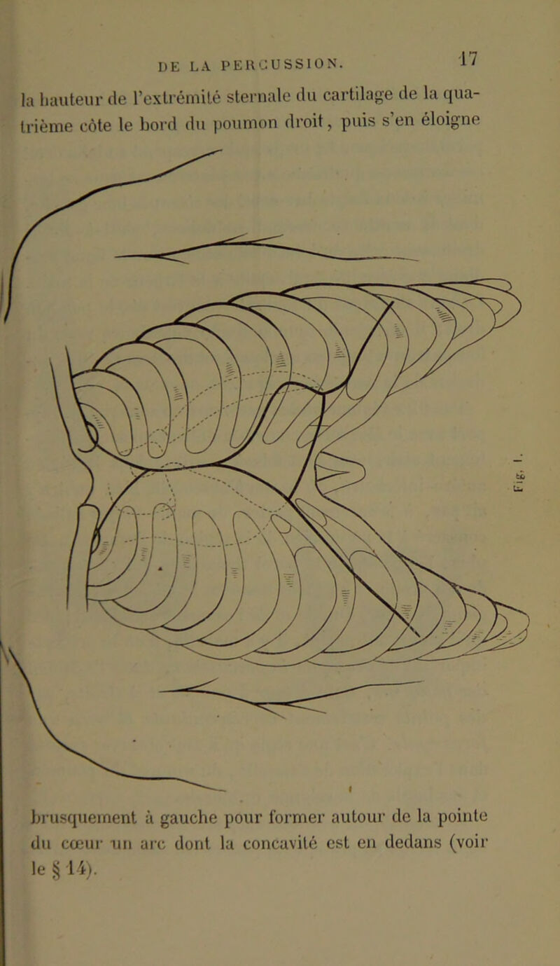 la hauteur de l’extremite sternale du cartilage de la qua- trieme cote le bord du pounaon droit, puis s en eloigne brusquement a gauche pour former autour de la poiute du cceur 1111 arc dont la concavite est en dedans (voir le § 14).