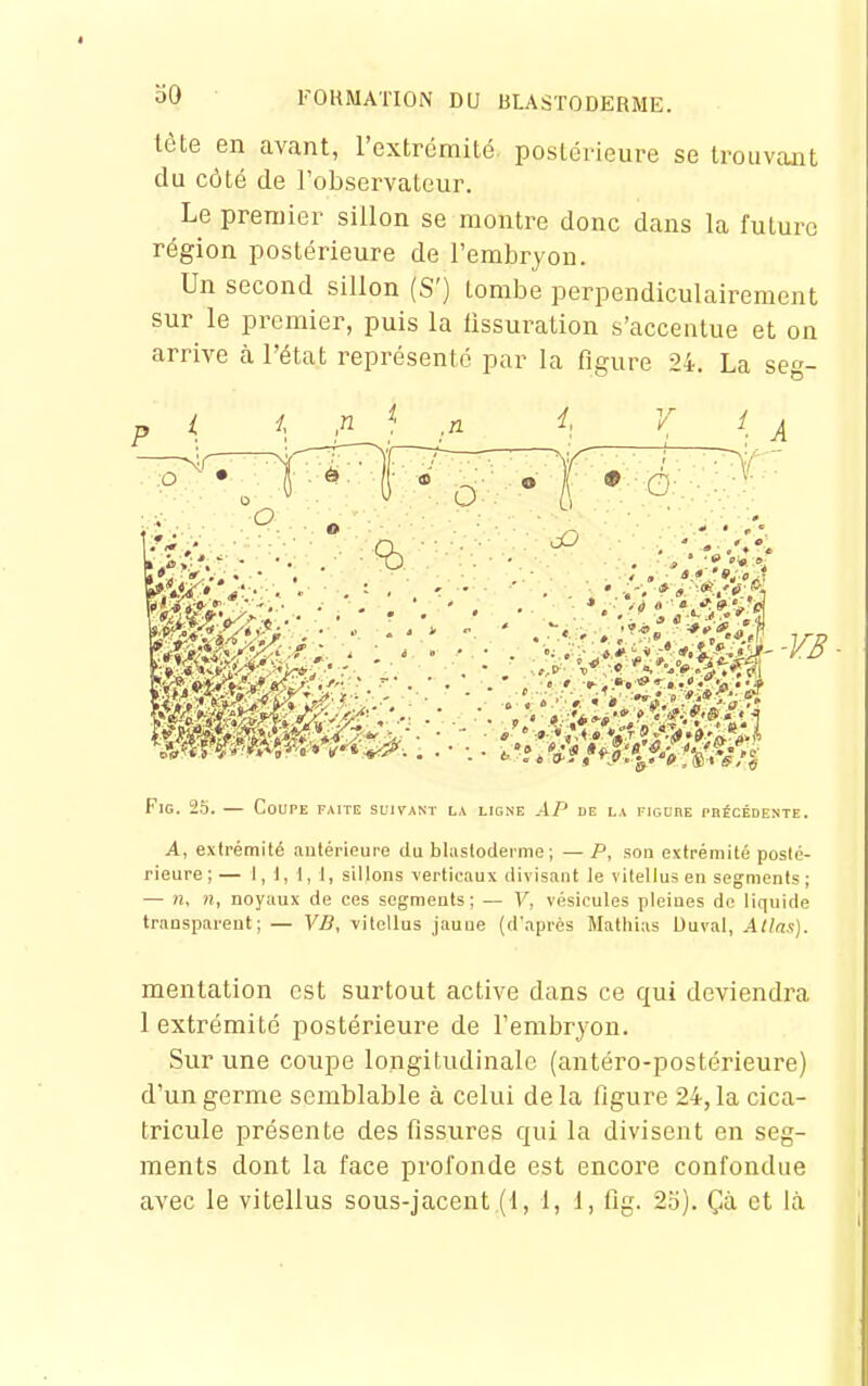 lète en avant, l'extrémité postérieure se trouvant du côté de l'observateur. Le premier sillon se montre donc dans la future région postérieure de l'embryon. Un second sillon (S') tombe perpendiculairement sur le premier, puis la lissuration s'accentue et on arrive à l'état représenté par la figure 24. La seg- FiG. 25. — Coupe faite suivant la ligne AP de la fioude paêcÉDENTE. A, extrémité antérieure du blastoderme; — P, son extrémité posté- rieure;— 1,1,1,1, sillons verticaux divisant le vitellus en segments; — n. 11, noyaux de ces segments; — V, vésicules pleines de liquide transparent; — YB, vitellus jauue (d'après Mathias Uuval, Atlas). mentation est surtout active dans ce qui deviendra 1 extrémité postérieure de Fembryon. Sur une coupe longitudinale (antéro-postérieure) d'un germe semblable à celui de la figure 24, la cica- tricule présente des fissures qui la divisent en seg- ments dont la face profonde est encore confondue avec le vitellus sous-jacent (1, 1, 1, fig. 25). Çà et là