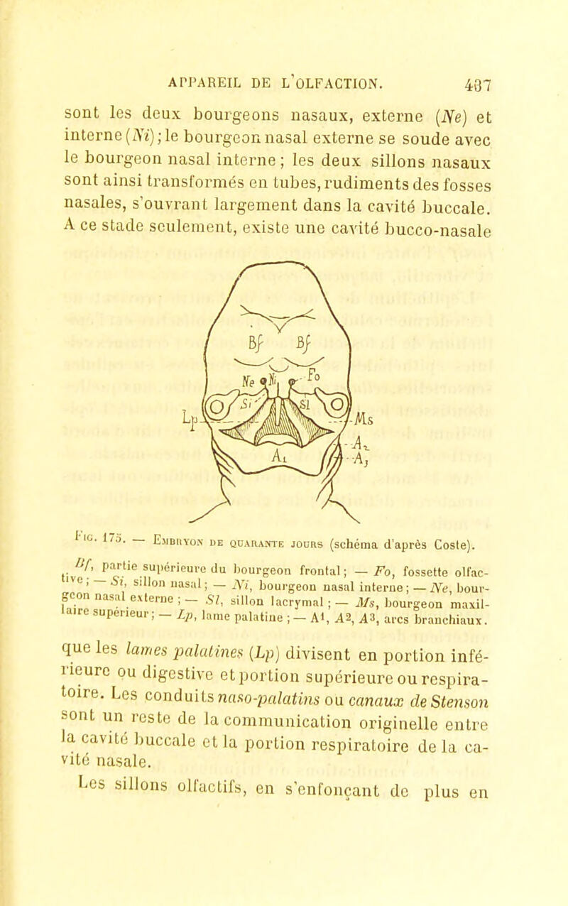 sont les deux bourgeons nasaux, externe (lYe) et interne (zVt) ; le bourgeon nasal externe se soude avec le bourgeon nasal interne; les deux sillons nasaux sont ainsi ti'ansformés en tubes, rudiments des fosses nasales, s'ouvrant largement dans la cavité buccale. A ce stade seulement, existe une cavité bucco-nasale l-iG. 1/0. — EsmiivoN DE QDARANTE jouns (schéma d'après Coste). lif, partie supérieure du bourgeon frontal; — Fo, fossette olfac- vc ; _ 6, sillon nasal ; - Ni, bourgeon nasal interne ; - Ne, bour- geon nasal externe ; - SI, sillon lacrymal; - J/s, bourgeon maxil- laire supérieur; - Lp, lame palatine ; - Al, A2, A3, arcs branchiaux. que les lames iMlalines (Lp) divisent en portion infé- rieure pu digcstive et portion supérieure ou respira- toire. Les conduits ncm-îMlatiiis oa canaux deStenson sont un reste de la communication originelle entre la cavité buccale et la portion respiratoire delà ca- vité nasale. Les sillons olfactifs, en s enfonçant de plus en