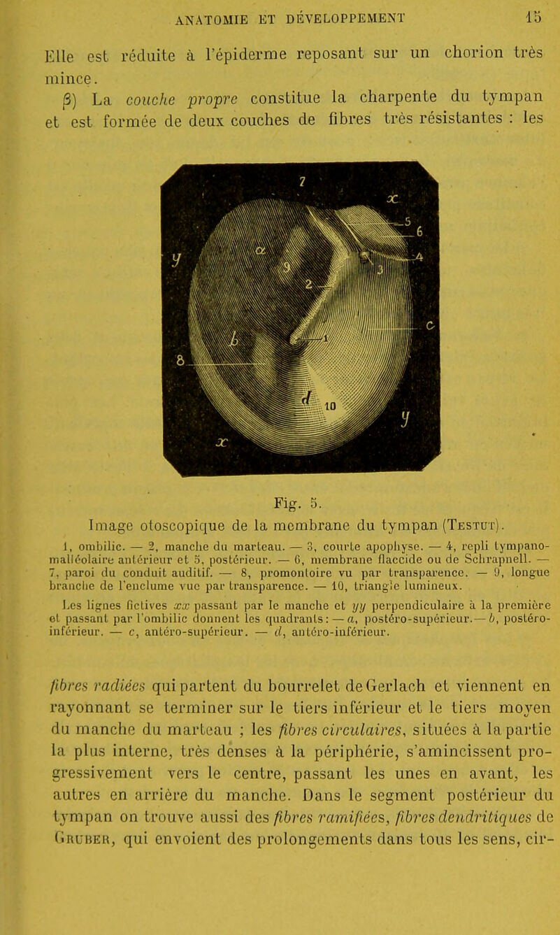 Elle est réduite à l'épiderme reposant sur un chorion très mince. (3) La couche propre constitue la charpente du tympan et est formée de deux couches de fibres très résistantes : les Kg. 5. Image otoscopique de la membrane du tympan (Testut). I, ombilic. — 2, manche du marleau. — 3, courle apophyse. — 4, repli lympano- malléolaire antérieur et S, postérieur. — C, membrane flaccide ou de Schrapnell. — 7. paroi du conduit auditif. — 8, promontoire vu par transparence. — 'J, longue branche de l'enclume vue par transparence. — 10, triangle lumineux. Les lignes fictives xx passant par le manche et yij perpendiculaire à la première et passant par l'ombilic donnent les quadrants: — a, postéto-Supérieur.— 6, posléro- inférieur. — c, anlcro-supérieur. — cl, antéro-inférieur. fibres radiées qui partent du bourrelet deGerlach et viennent en rayonnant se terminer sur le tiers inférieur et le tiers moyen du manche du marteau ; les fibres circulaires, situées à la partie la plus interne, très denses à la périphérie, s'amincissent pro- gressivement vers le centre, passant les unes en avant, les autres en arrière du manche. Dans le segment postérieur du tympan on trouve aussi des fibres ramifiées, fibres dendritiques de Gruber, qui envoient des prolongements dans tous les sens, cir-