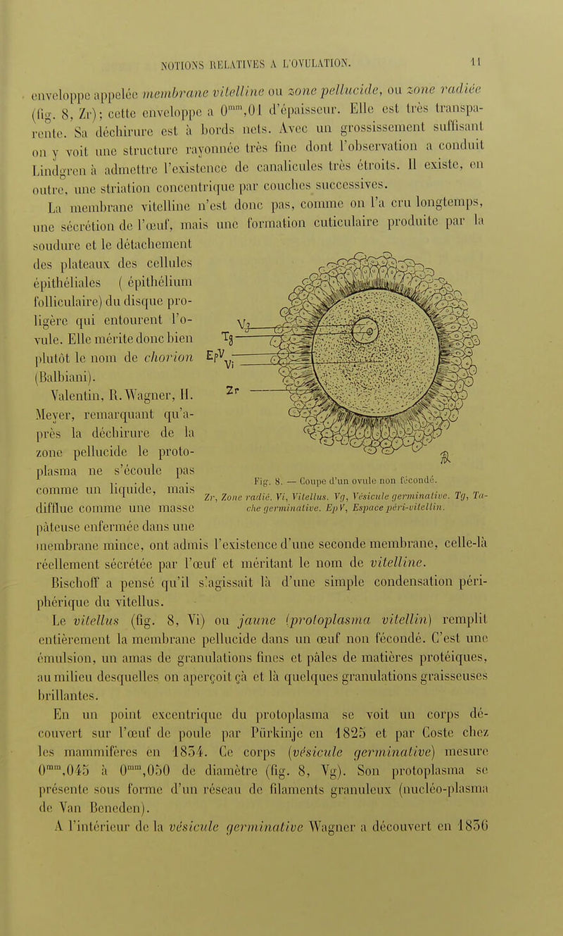 enveloppe appelée membrane vitelline ou zone pellucide, ou zone radiée (fig. 8, Zr); cette enveloppe a 0mm,0d d'épaisseur. Elle est très transpa- rente. Sa déchirure est à bords nets. Avec un grossissement suffisant on v voit une structure rayonnée très fine dont l'observation a conduit Lindgrenà admettre l'existence de canalicules très étroits. 11 existe, en outre, une striation concentrique par couebes successives. La membrane vitelline n'est donc pas, comme on l'a cru longtemps, une sécrétion de l'œuf, mais une formation cuticulaire produite par la soudure et le détachement des plateaux des cellules épithéliales ( épithélium folliculaire) du disque pro- ligèrc qui entourent l'o- vule. Elle mérite donc bien plutôt, le nom de chorion (Balbiani). Valent in, R.Wagner, H. Meyer, remarquant qu'a- près la déchirure de la zone pellucide le proto- plasma ne s'écoule pas comme un liquide, mais difflue comme une masse pâteuse enfermée clans une membrane mince, ont admis l'existence d'une seconde membrane, celle-là réellement sécrétée par l'œuf et méritant le nom de vitelline. Bischoff a pensé qu'il sïagissait là d'une simple condensation péri- phérique du vitellus. Le vitellus (fig. 8, Vi) ou jaune (protoplasma vitellin) remplit entièrement la membrane pellucide dans un œuf non fécondé. C'est une émulsion, un amas de granulations fines et pâles de matières protéiques, ;ui milieu desquelles on aperçoit çà et là quelques granulations graisseuses brillantes. En un point excentrique du proloplasma se voit un corps dé- couvert sur l'œuf de poule par Pùrkinje en 1825 et par Coste chez les mammifères en 1854. Ce corps (vésicule germinative) mesure 0mm,045 à 0mm,050 de diamètre (fig. 8, Vg). Son protoplasma se présente sous forme d'un réseau de filaments granuleux (nucléo-plasma de Nit11 Beneden). A l'intérieur de la vésicule germinative Wagner a découvert en 1850 Fig. 8. — Coupe d'un ovule non fécondé. Zr, Zone radie. Vi, Vitellus. Vg, Vésicule germinalive. Tg, Ta- che germinative. EpV, Espace péri-viiellin.