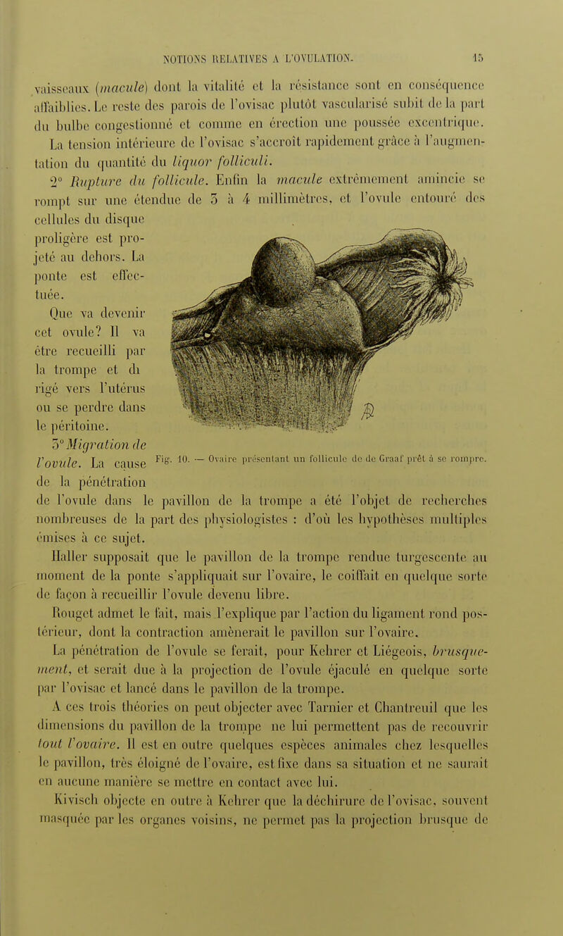 vaisseaux [macule) dont la vitalité et la résistance sont, en conséquence affaiblies. Le reste des parois de l'ovisac plutôt vascularisé subit delà part du bulbe congestionné et connue en érection une poussée excentrique. La tension intérieure de l'ovisac s'accroît rapidement grâce à l'augmen- tation du quantité du liquor folliculi. 2° Rupture du follicule. Enfin la macule extrêmement amincie se rompt sur une étendue de 5 à 4 millimètres, et l'ovule entouré des cellules du disque proligère est pro- jeté au dehors. La ponte est effec- tuée. Que va devenir cet ovule? 11 va être recueilli par la trompe et di rigé vers l'utérus ou se perdre dans le péritoine. 3e Migration de VOVUle La Cause ~ Ovaire présentant un follicule tic de Graaf prêt à se rompre, de la pénétration de l'ovule dans le pavillon de la trompe a été l'objet de recherches nombreuses de la part des physiologistes : d'où les hypothèses multiples émises à ce sujet. Haller supposait que le pavillon de la trompe, rendue turgescente au moment de la ponte s'appliquait sur l'ovaire, le coiffait en quelque sorte de façon à recueillir l'ovule devenu libre. Rouget admet le fait, mais l'explique par l'action du ligament rond pos- térieur, dont la contraction amènerait le pavillon sur l'ovaire. La pénétration de l'ovule se ferait, pour Kchrcr et Liégeois, brusque- ment, et serait due à la projection de l'ovule éjaculé en quelque sorte par l'ovisac et lancé dans le pavillon de la trompe. A ces trois théories on peut objecter avec Tarnicr et Chantreuil que les dimensions du pavillon de la trompe ne lui permettent pas de recouvrir tout l'ovaire. Il est en outre quelques espèces animales chez lesquelles le pavillon, très éloigné de l'ovaire, est fixe dans sa situation et ne saurait en aucune manière se mettre en contact avec lui. Kivisch objecte en nulle à Retirer rpie la déchirure del'ovisac, souvent masquée par les organes voisins, ne permet pas la projection brusque de