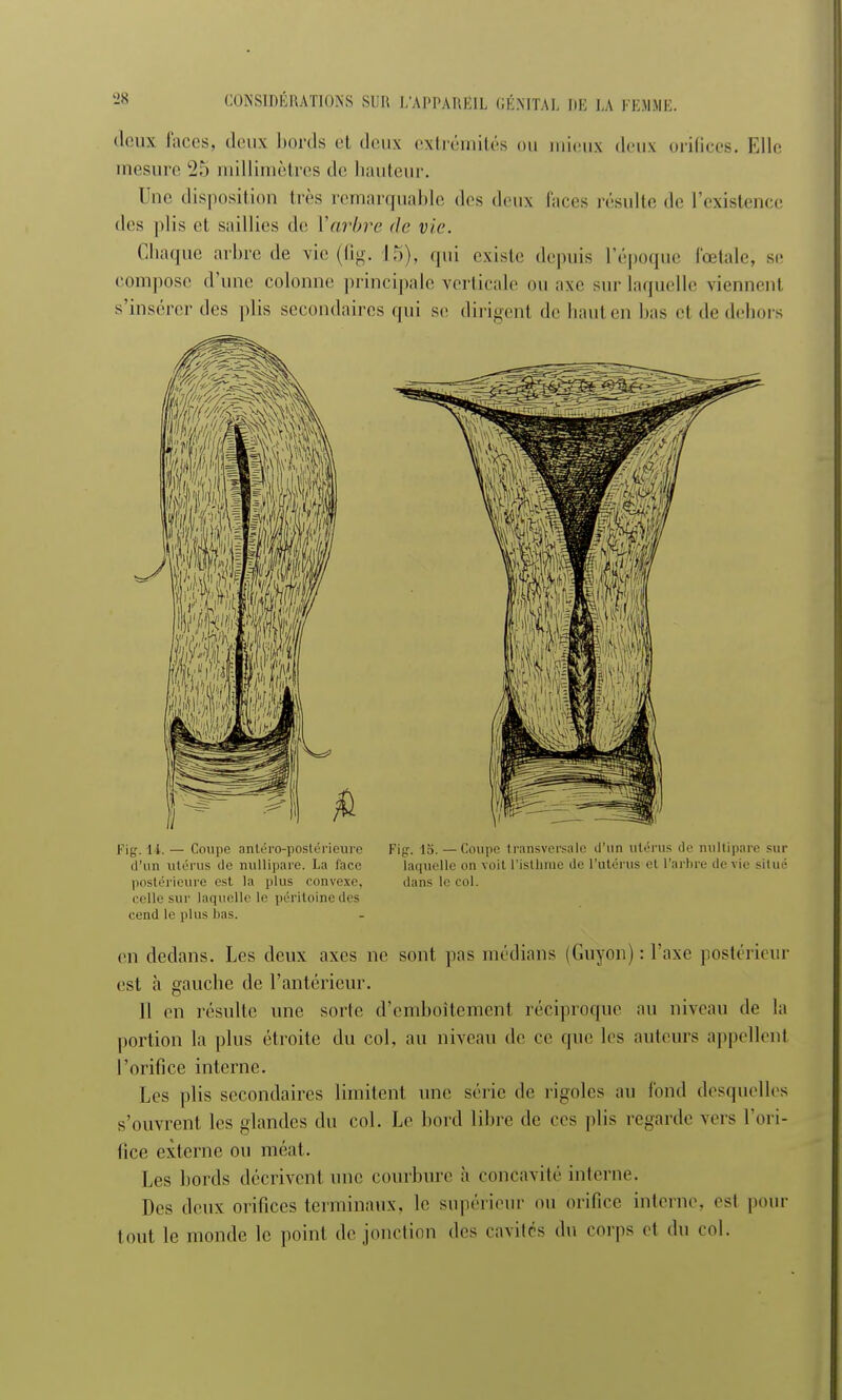 doux faces, deux bords et deux extrémités ou mieux deux orifices. Elle mesure 25 millimètres de hauteur. Une disposition très remarquable des deux laces jésuite de l'existence des plis et saillies de Varbre de vie. Chaque arbre de vie (fig. 15), qui existe depuis l'époque fœtale, se compose d'une colonne principale verticale ou axe sur laquelle viennent s'insérer des plis secondaires qui se dirigenl de haut en bas et de dehors Fig. li. — Coupe antéro-postérieure Fig. 15. — Coupe transversale d'un utérus de nultipare sur d'un utérus de nullipare. La face laquelle on voit l'isthme de l'utérus-et l'arbre de vie situé postérieure est la plus convexe, dans le roi. celle sur laquelle le péritoine des rend le plus bas. en dedans. Les deux axes ne sont pas médians (Guyon) : l'axe postérieur est à gauche de l'antérieur. Il en résulte une sorte d'emboîtement réciproque au niveau de la portion la plus étroite du col, au niveau de ce que les auteurs appellent l'orifice interne. Les plis secondaires limitent une série de rigoles au tond desquelles s'ouvrent les glandes du col. Le bord libre de ces plis regarde vers l'ori- fice externe ou méat. Les bords décrivent une courbure à concavité interne. Des deux orifices terminaux, le supérieur ou orifice interne, est pour tout le monde le point de jonction des cavités du corps et du col.